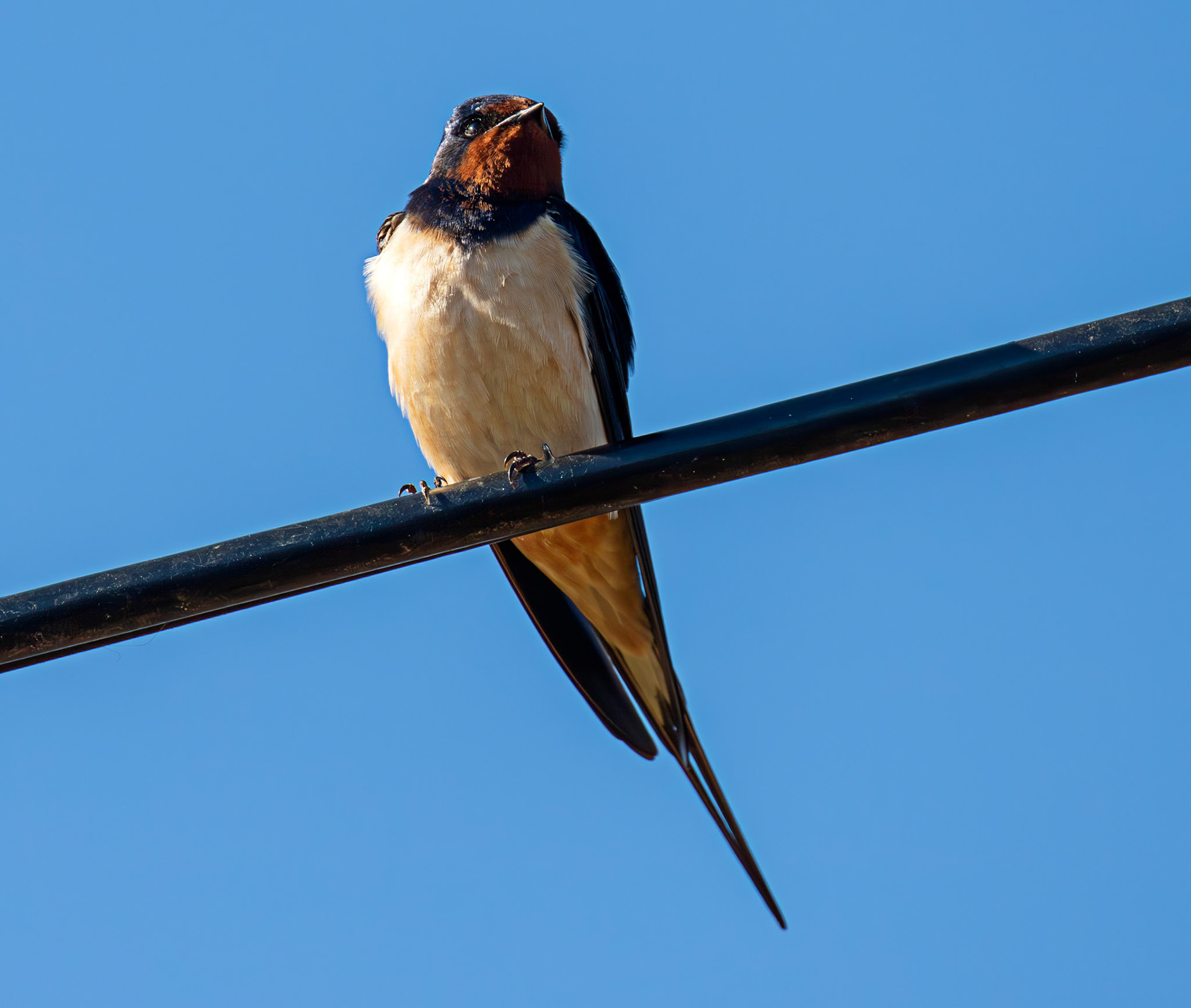 Swallow near Dornoch 30 April 2026