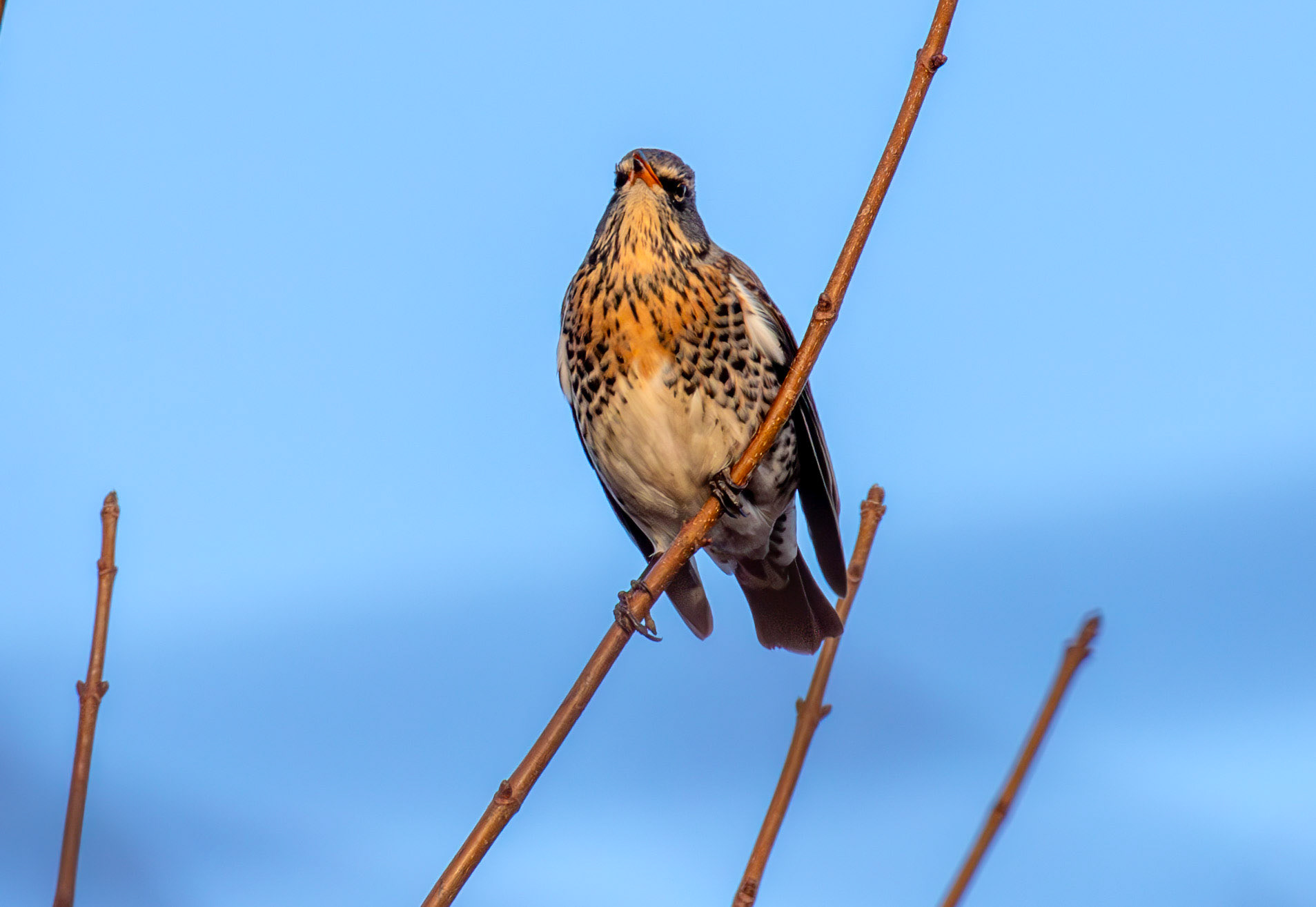 Fieldfare at Gullane, East Lothian - 05 February 2025