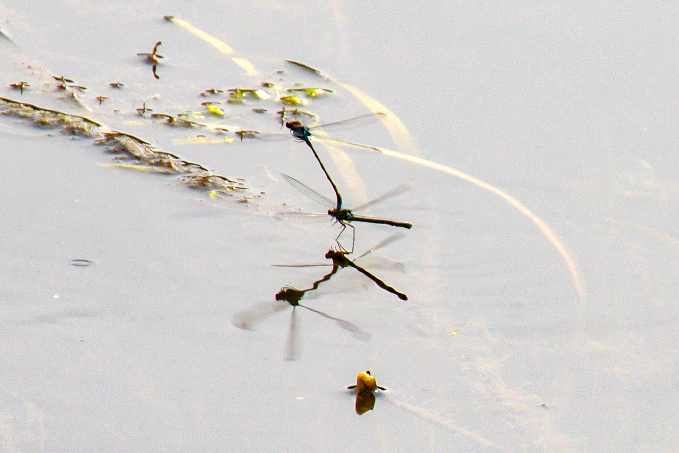 Emerald Damselfly (Lestes sponsa) Walk Thames Path MArlow to Bourne End 06 August 2025