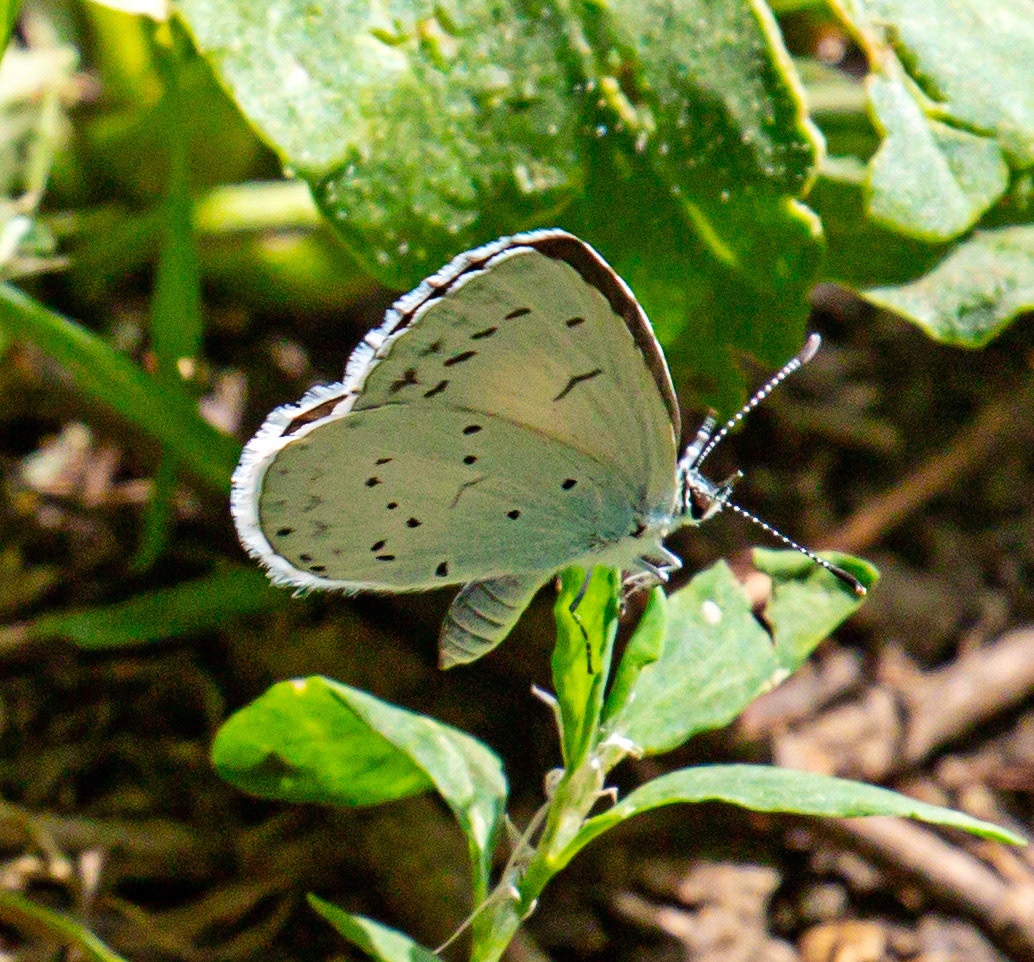 Holly Blue (Celastrina argiolus) Walk Thames Path MArlow to Bourne End 06 August 2025