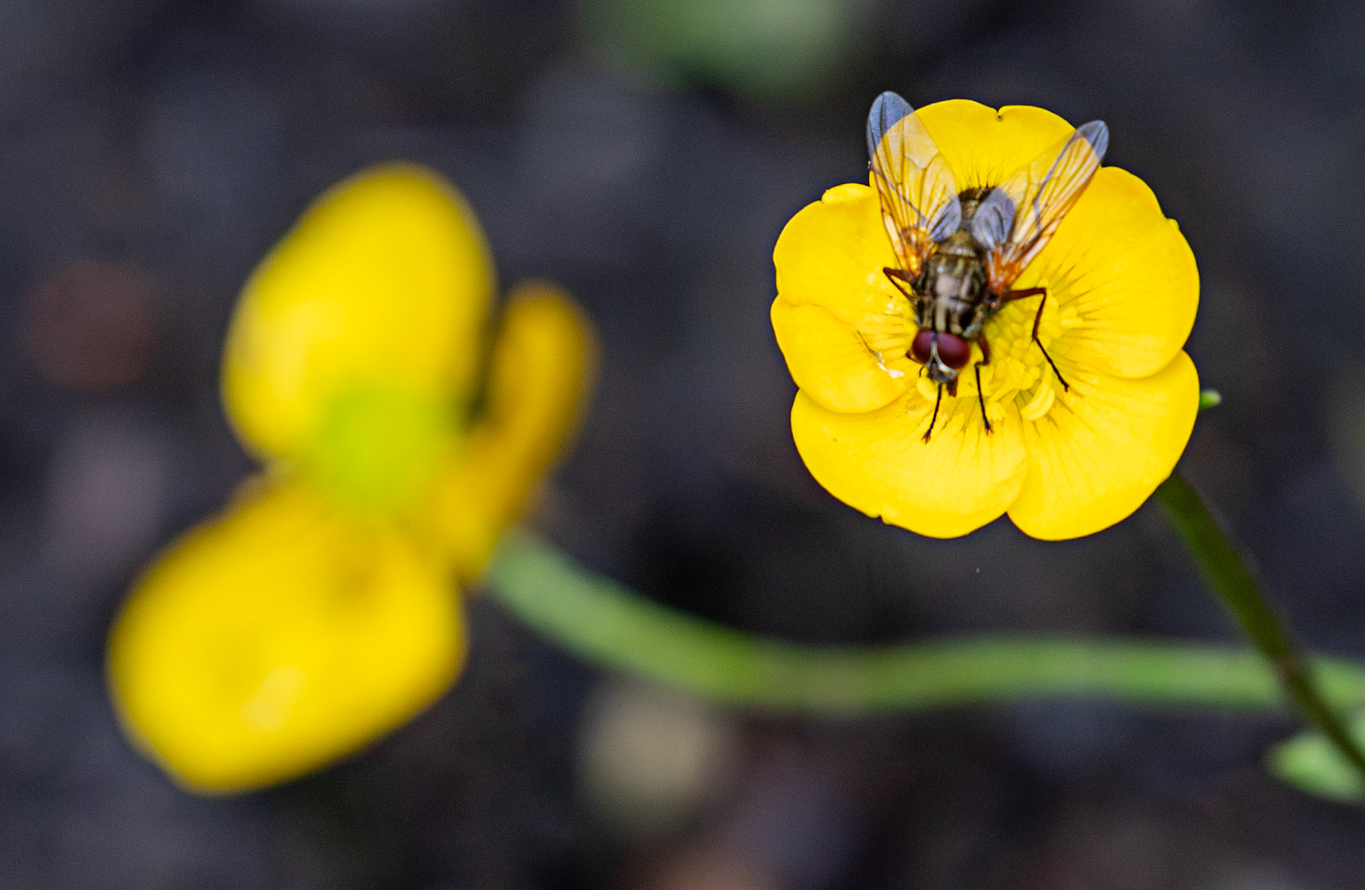 Phaonia angelicae (Yellow-winged Bristleshin) Polkemmet Country Park 25 June 2025