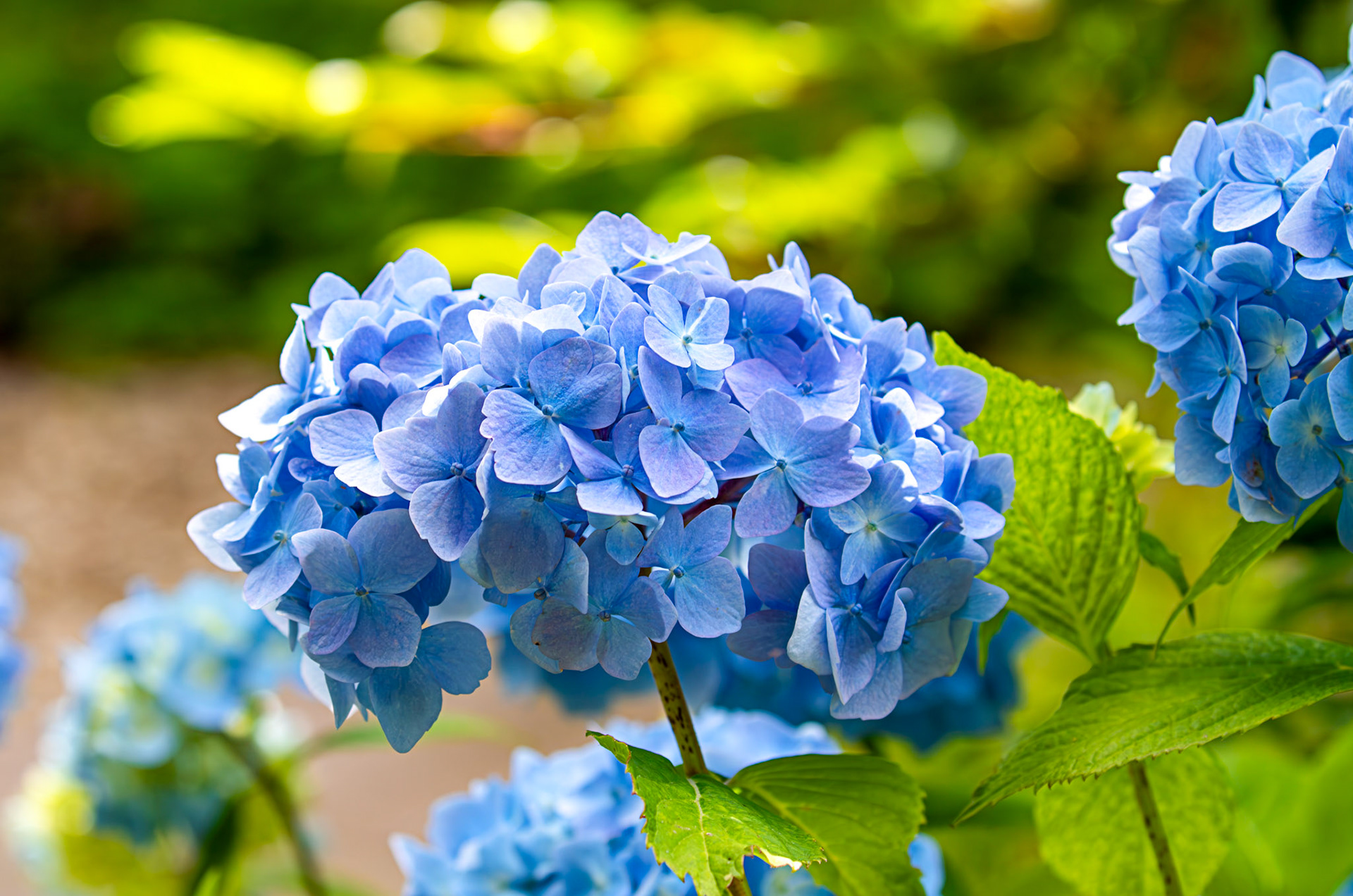 Hydrangea - Livingston, West Lothian   13 July 2025
