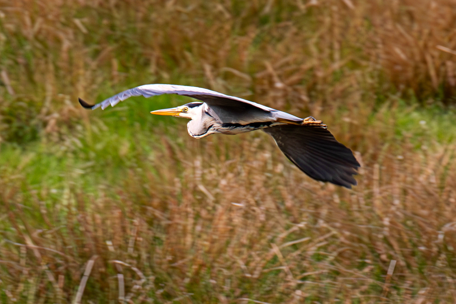 Harperrig 31 May 2025