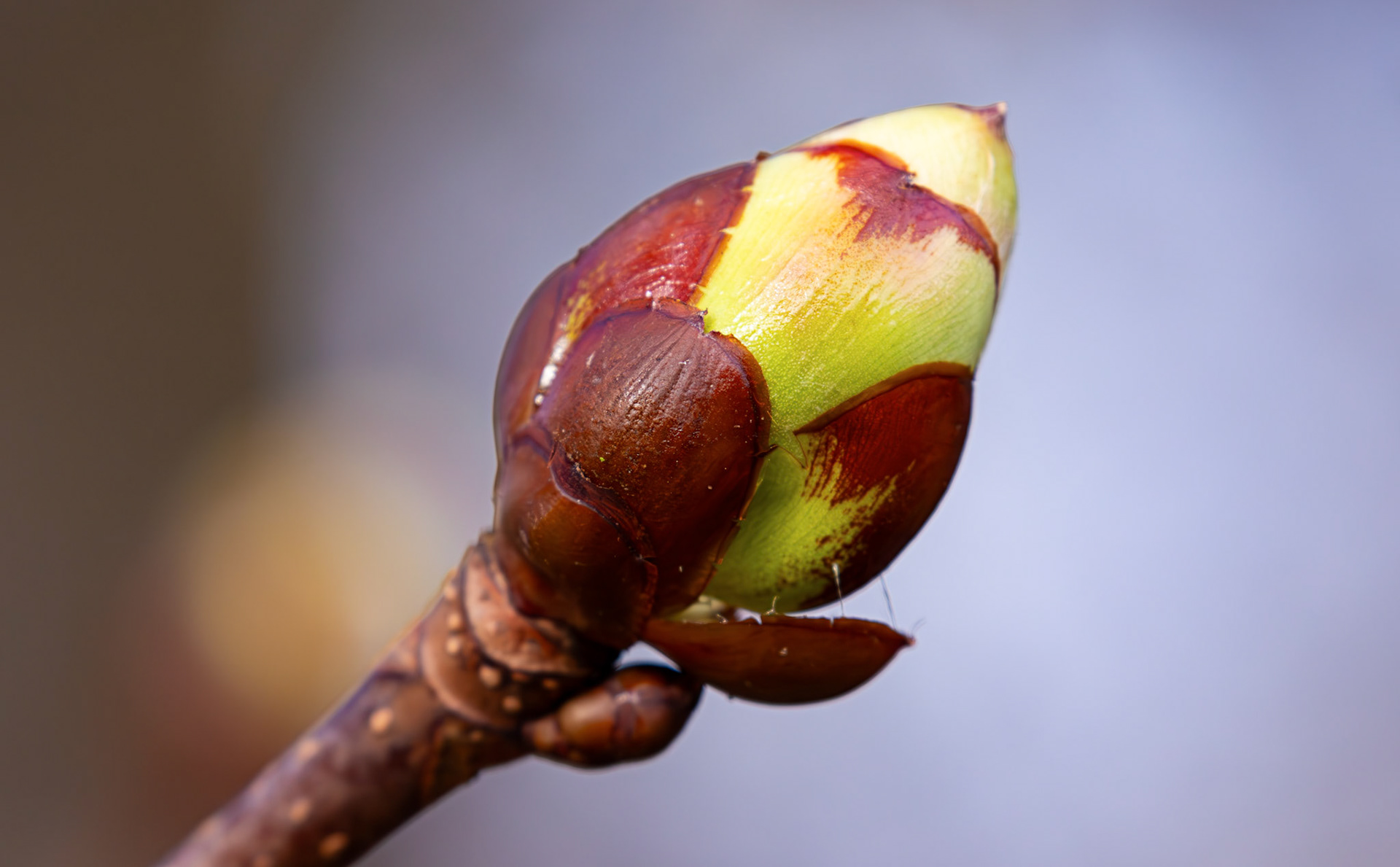 Murieston 27 February 2026