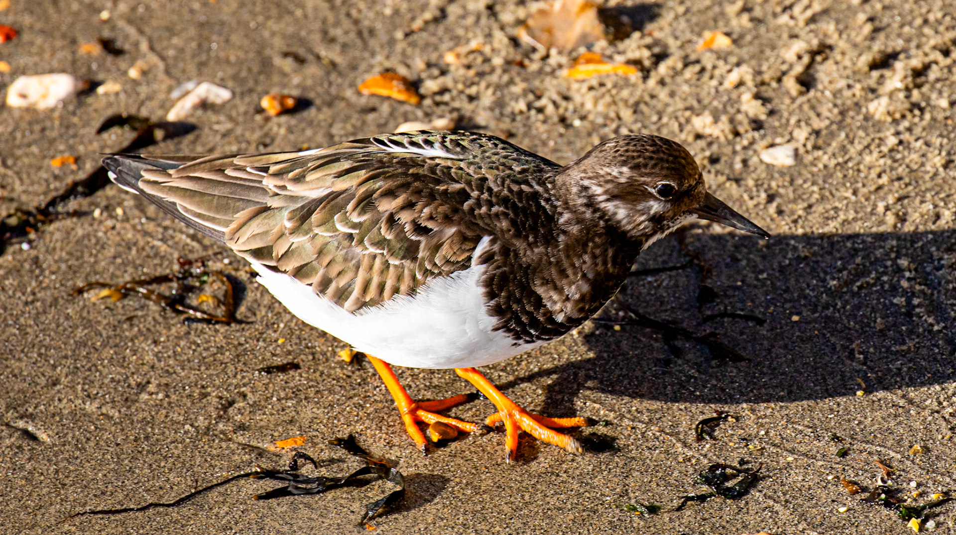 Turnstones at Titchfield Haven 02 January 2025