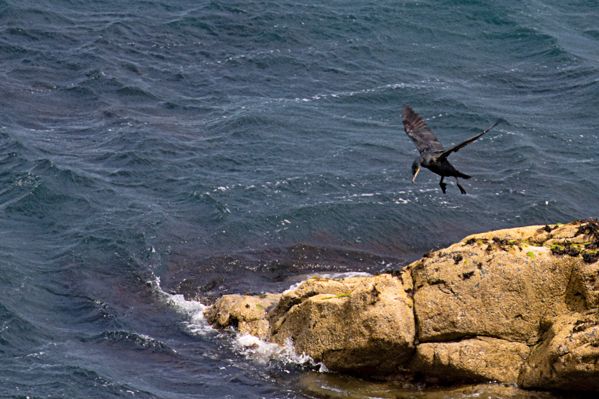 Atlantic Great Cormorant flying and landing at Tantallon Castle 04 July 2026