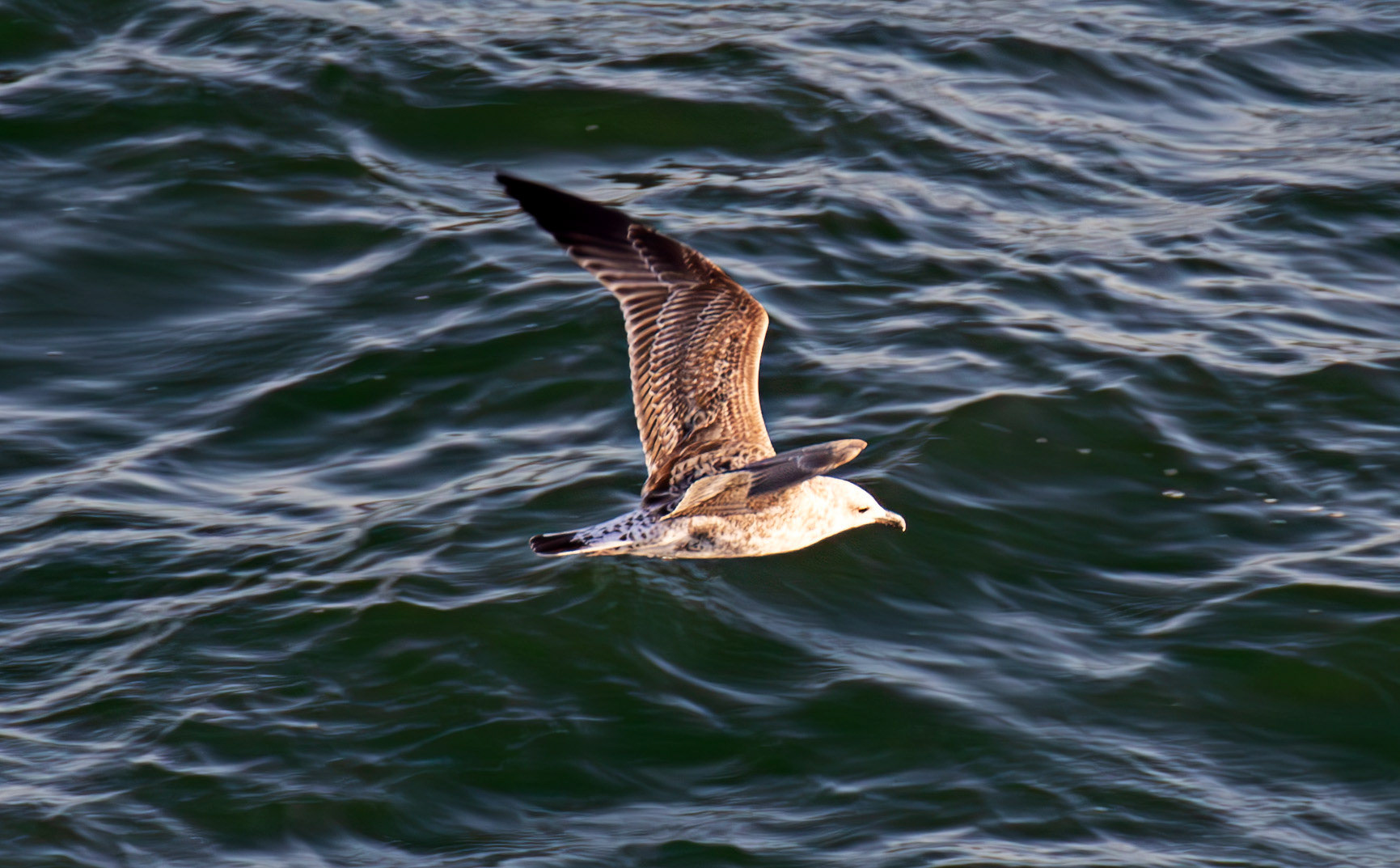 Yellow-Legged Gull. Sail from Naples 03 Sept 2025