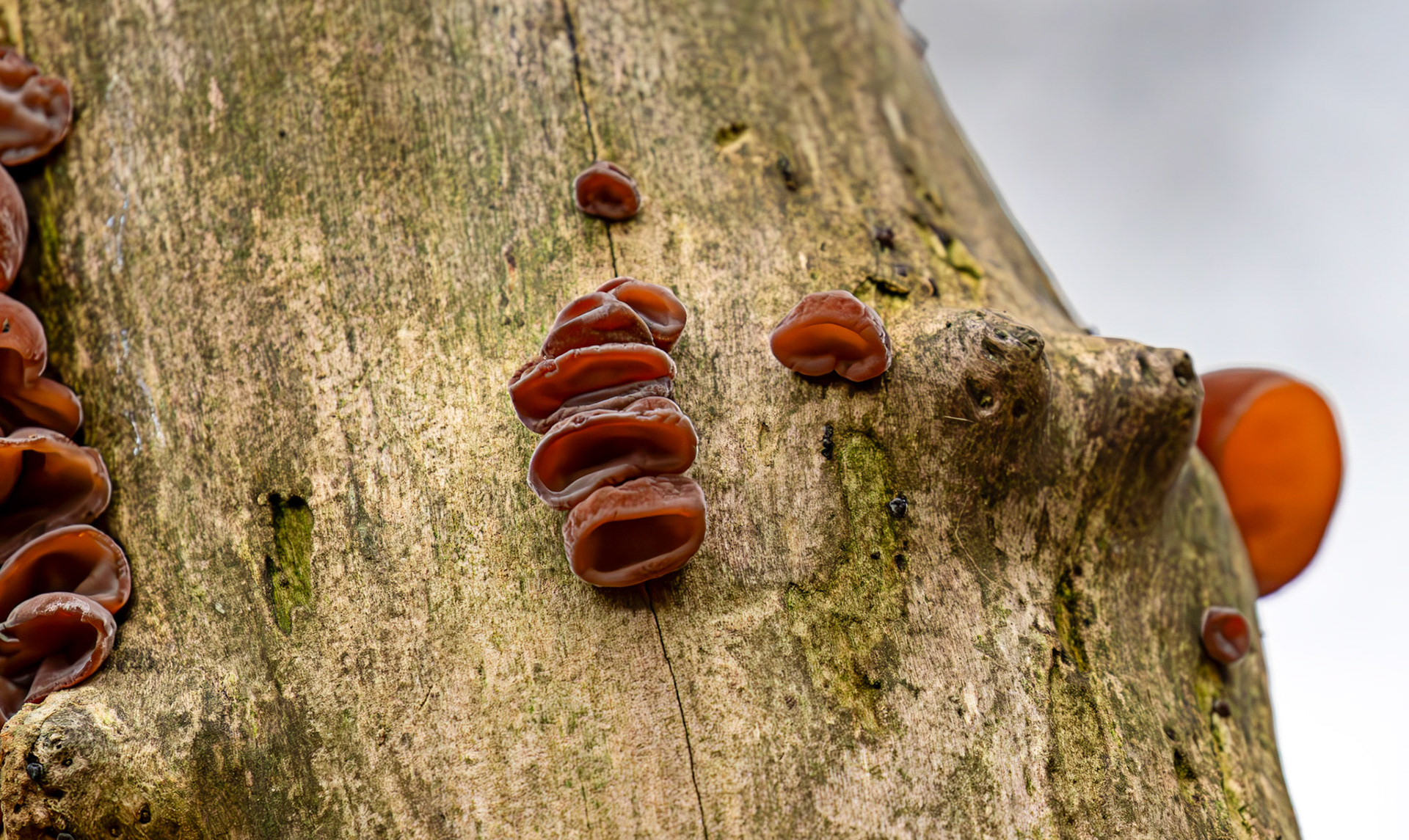 jelly ear or wood ear fungus (Auricularia auricula-judae) - Deans Woods - 07 November 2025