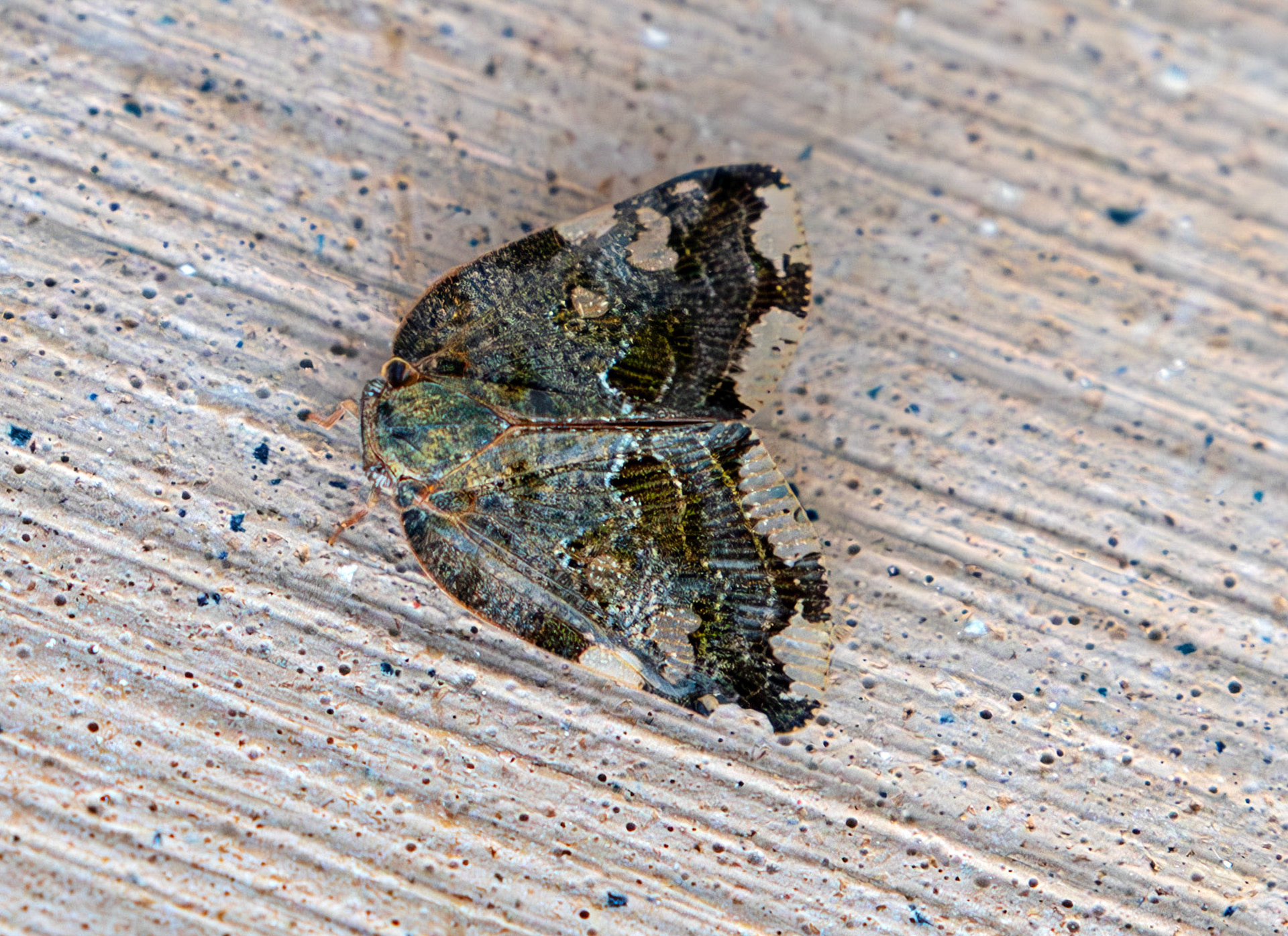 Black or Ricaniid Planthopper (Ricania speculum) La Spezia 05 Sept 2025