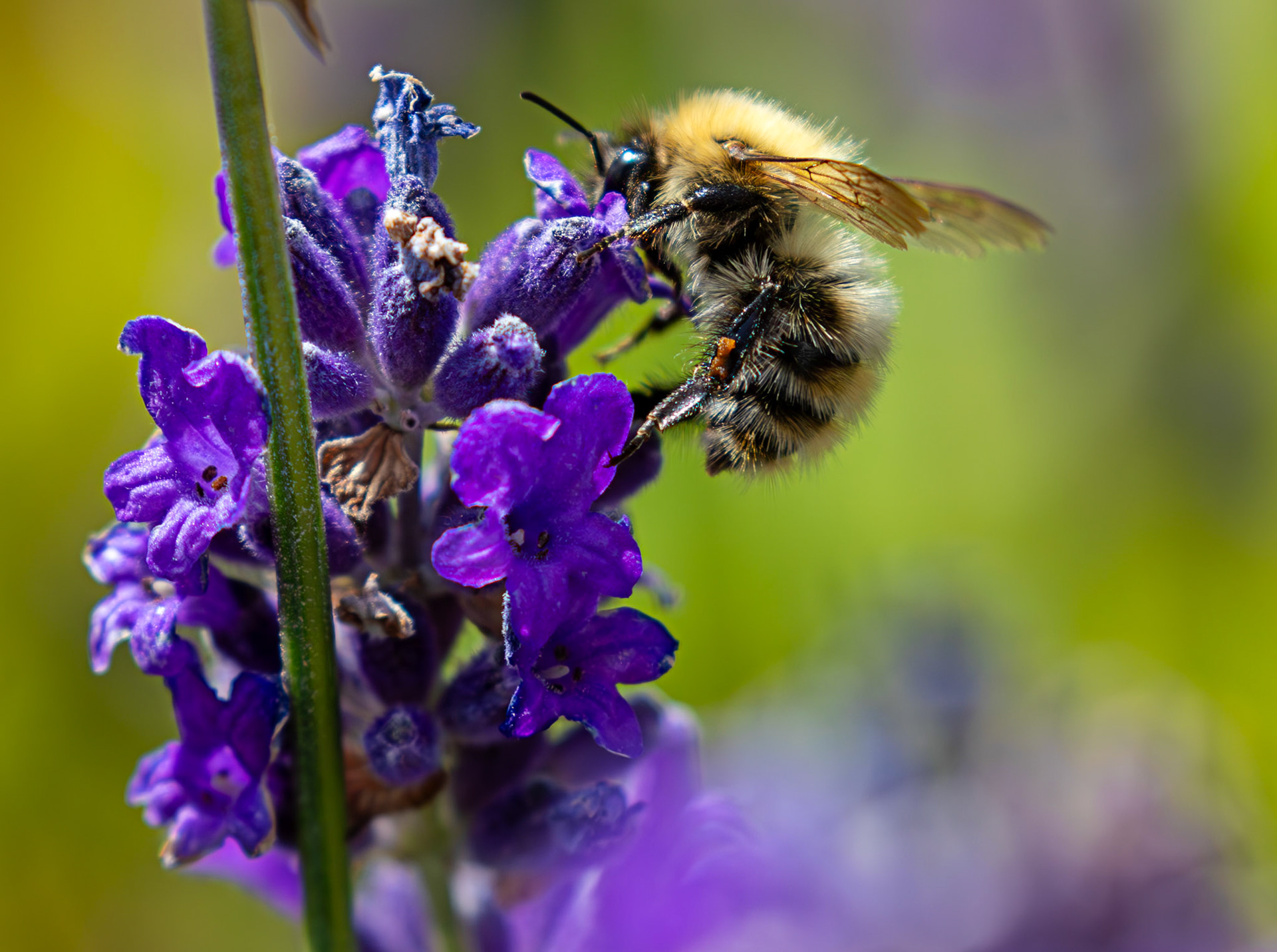 common carder bee (Bombus pascuorum) Livingston 08 July 2025