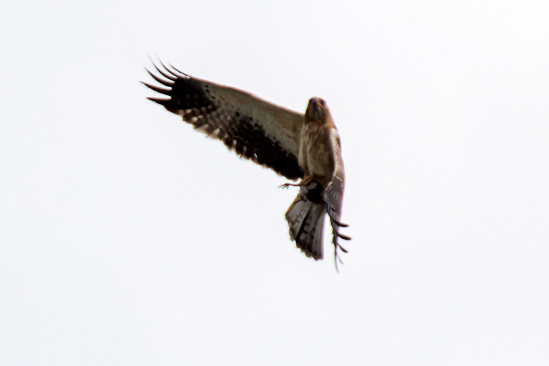 Booted Eagle - Entre-os-Rios 25 August 2026
