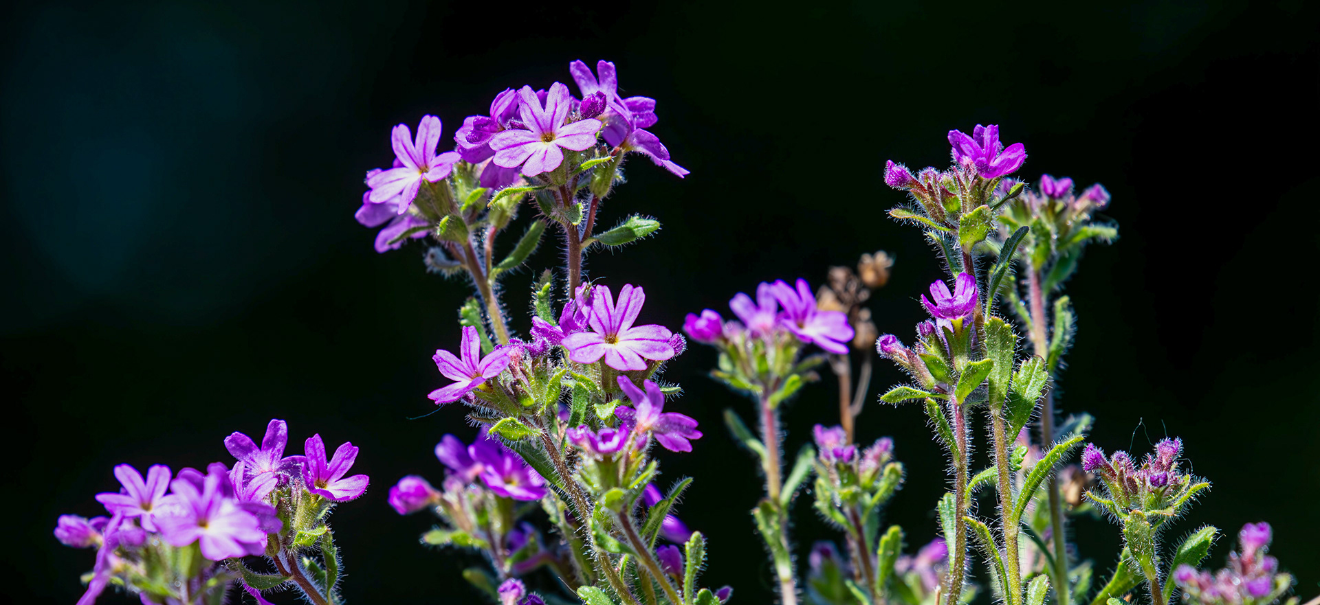 Petershill Wildlife Reserve 15 May 2025