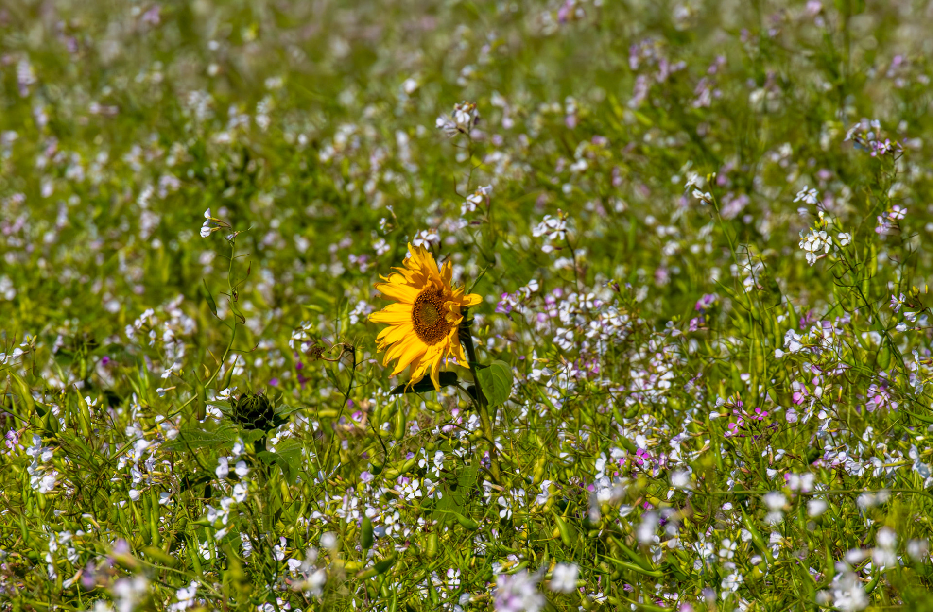 near Colinsburgh 06 Sept 2024