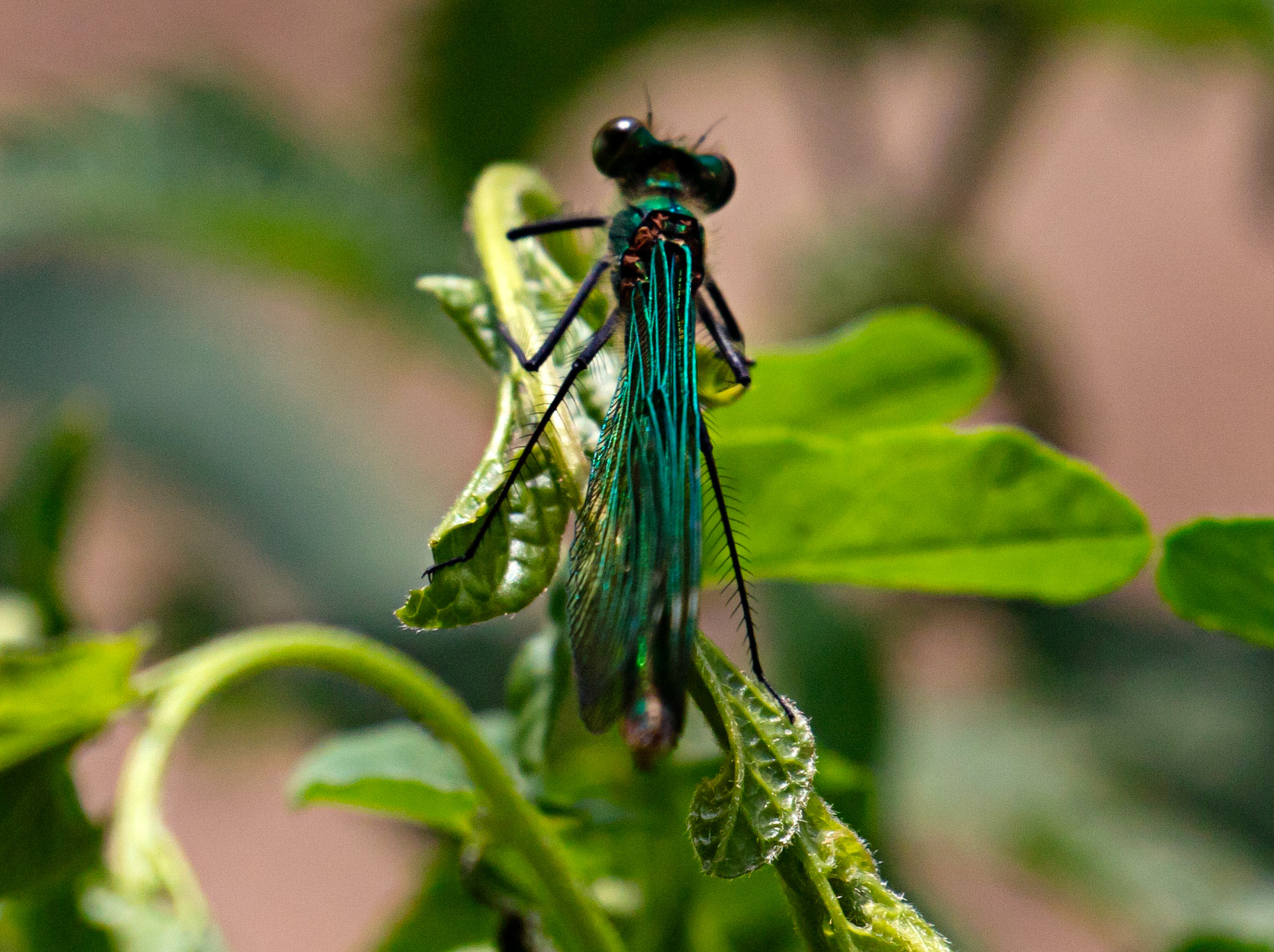 Beautiful Demoiselle (Calopteryx virgo) Walk Thames Path MArlow to Bourne End 06 August 2025