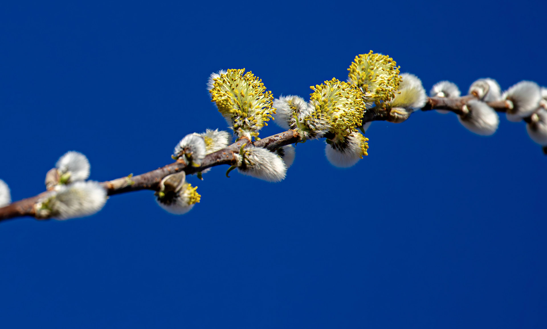 Catkins at Black Devon Wetlands 20 March 2026