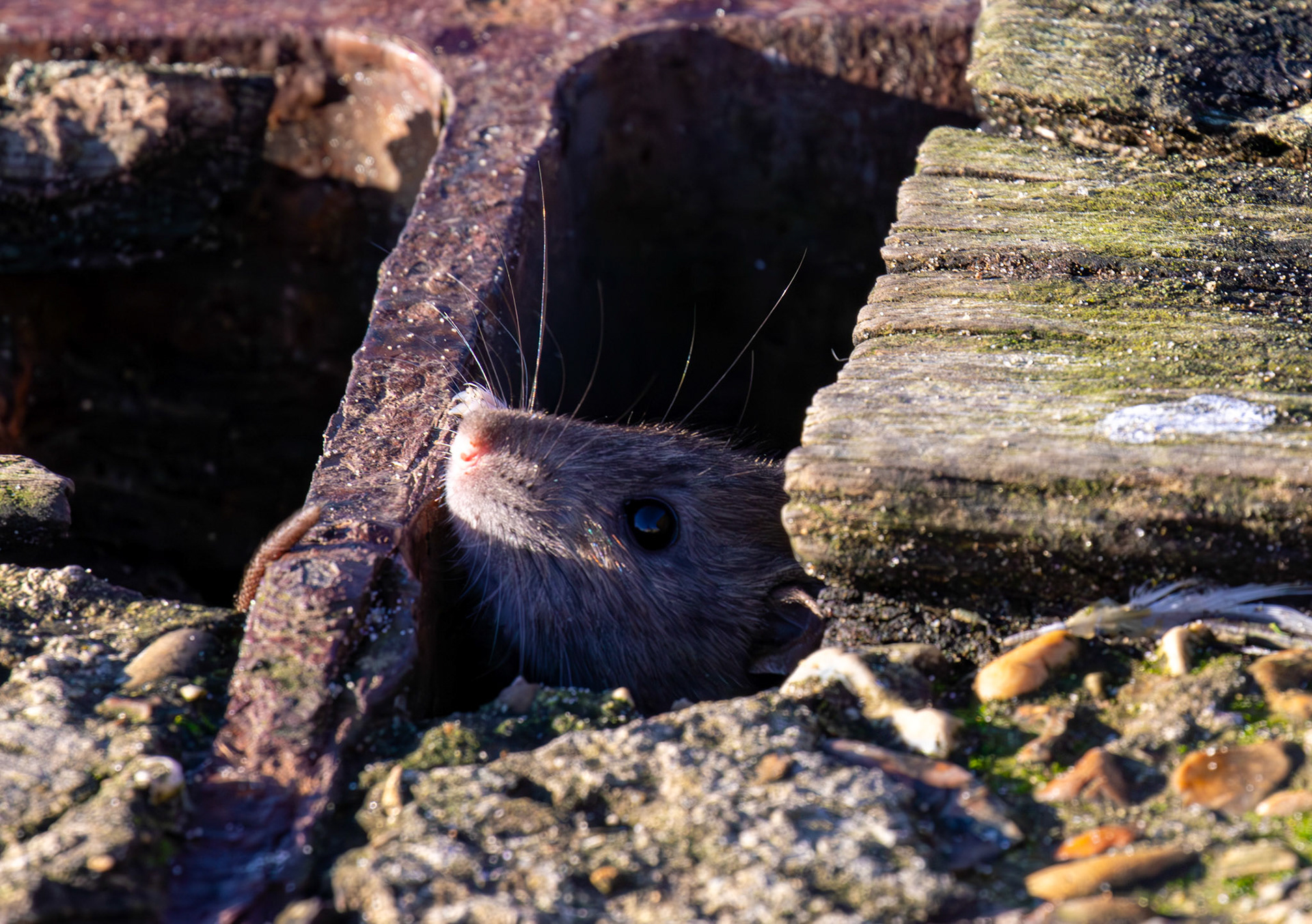 Brown Rat at Titchfield Haven 02 January 2025