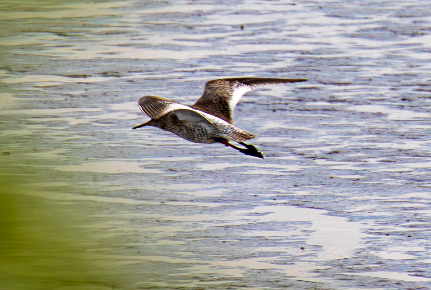 Common Redshank - Kinneil Lagoons 19 April 2025
