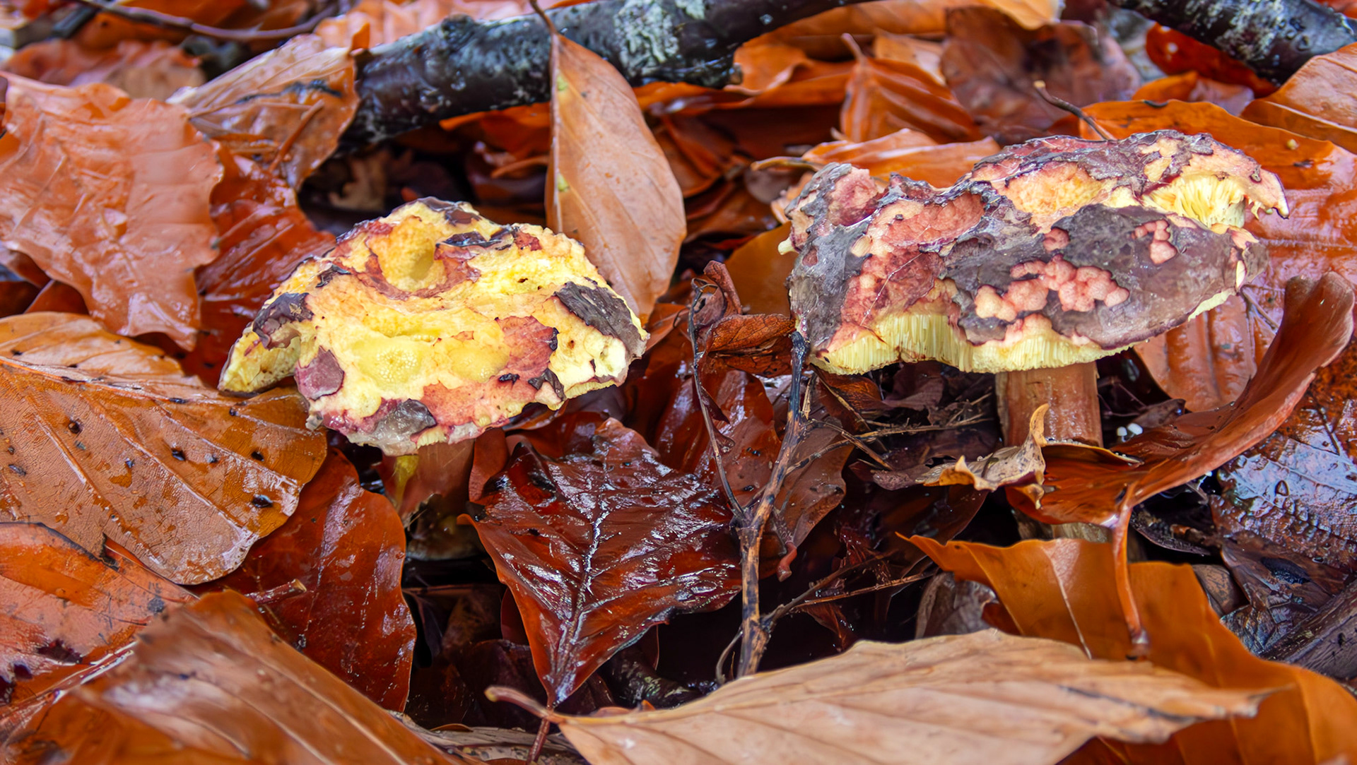 Plums and Custard mushroom (Tricholomopsis rutilans) Deans Woods 08 November 2025