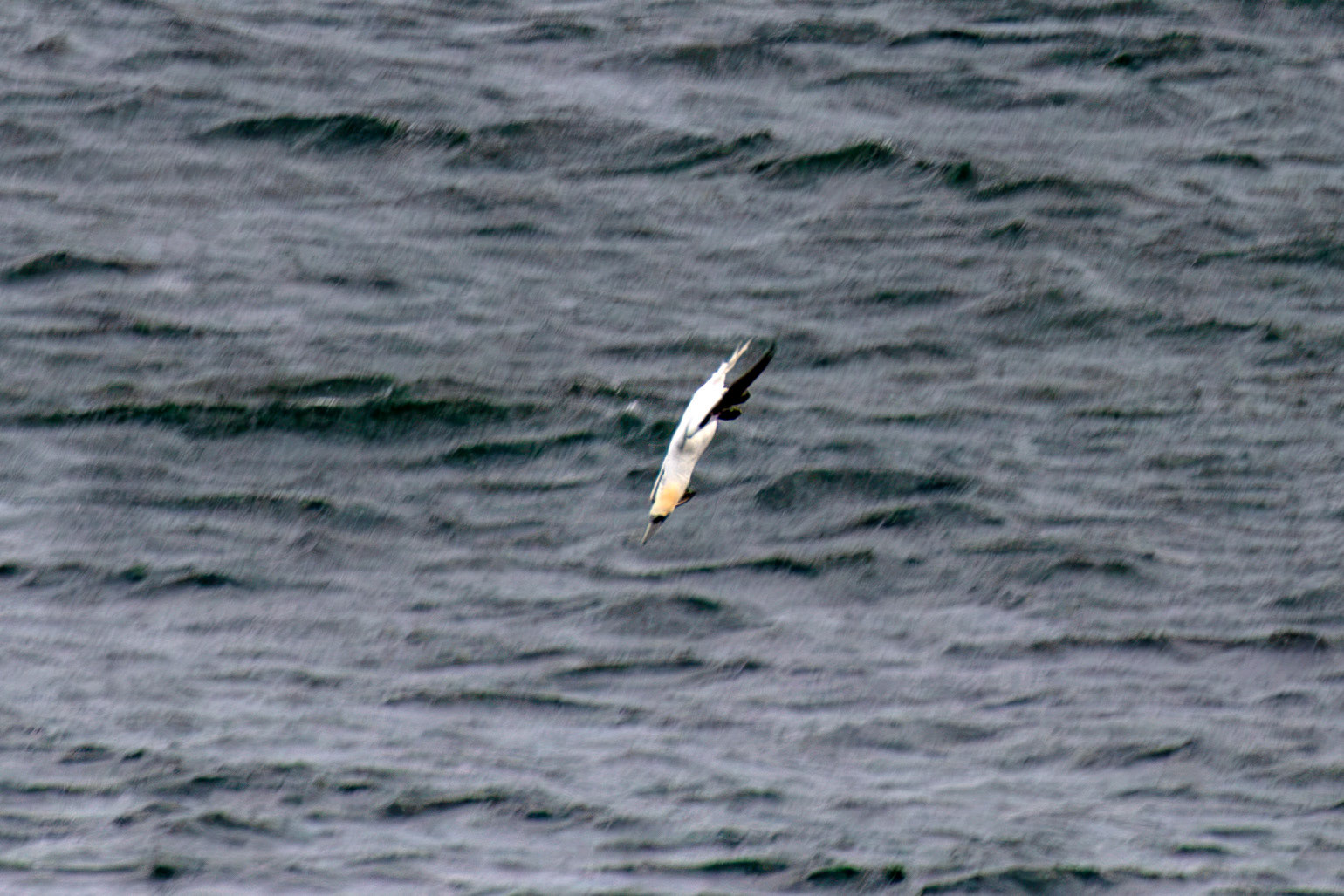 Northern Gannet diving - Tantallon Castle 04 July 2026