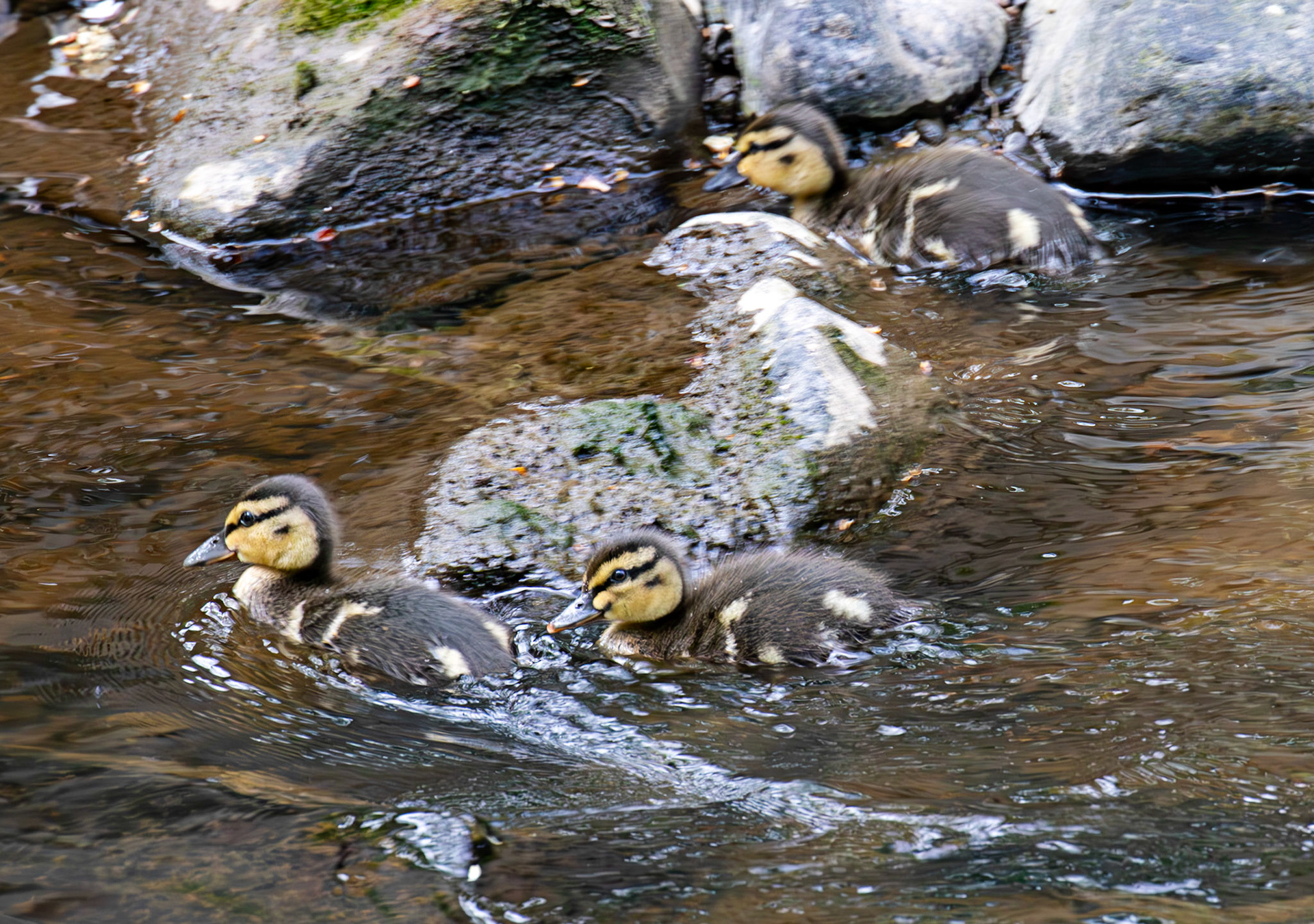Mallard Ducklings on the Water of Leith - Balerno 07 May 2025