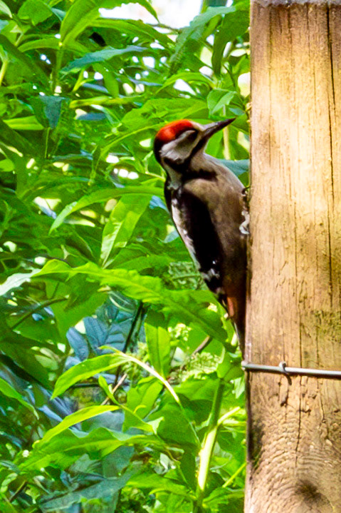 Hermand Birch Wood 31 July 2024