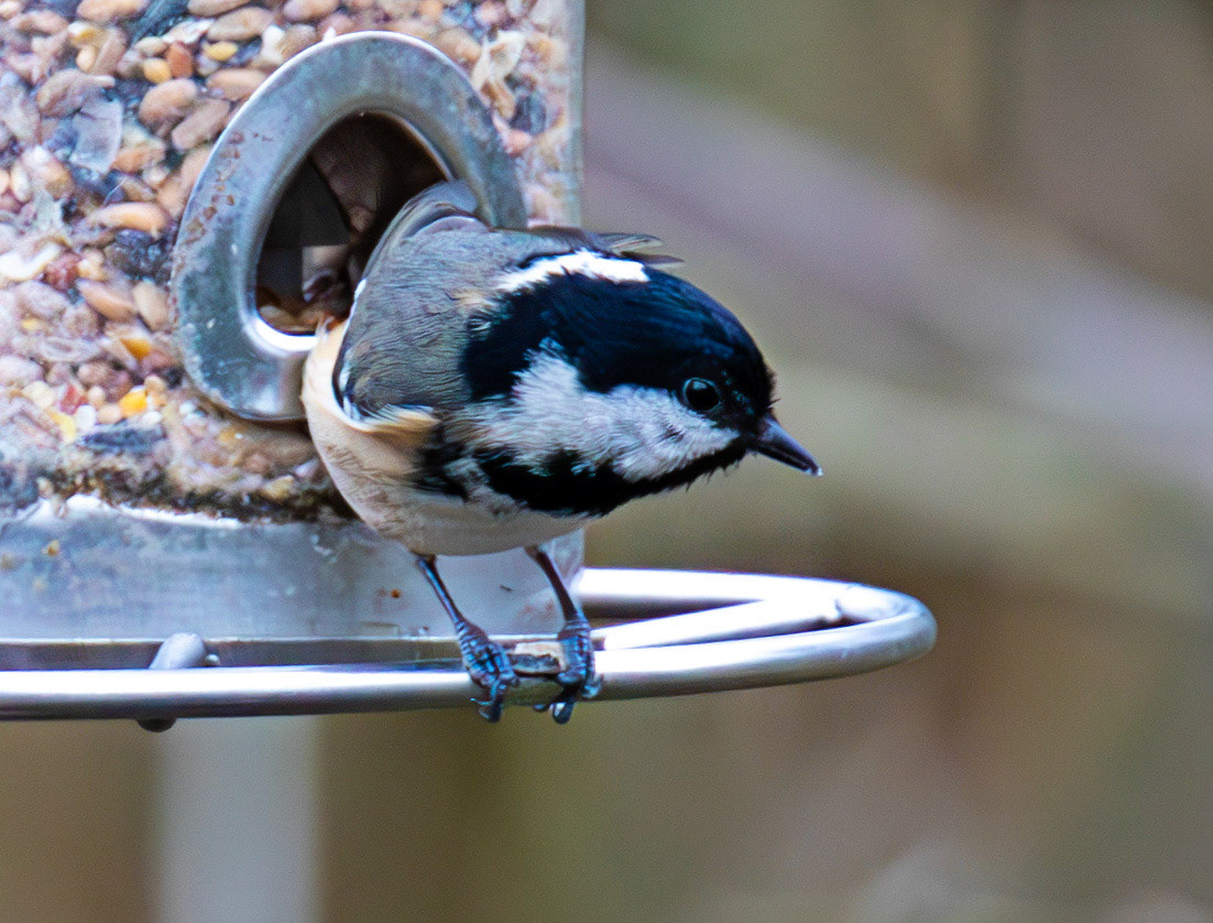 Coal Tit - Big Garden Birdwatch 2025 - Howden Park Walled Garden 26 January 2025