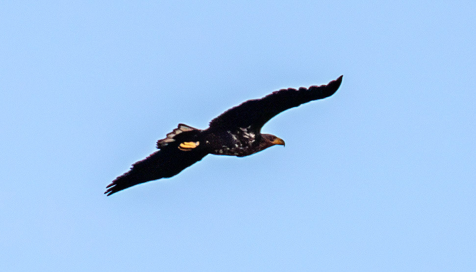 White Tailed Sea Eagle at Satran, Skye 14 November 2025