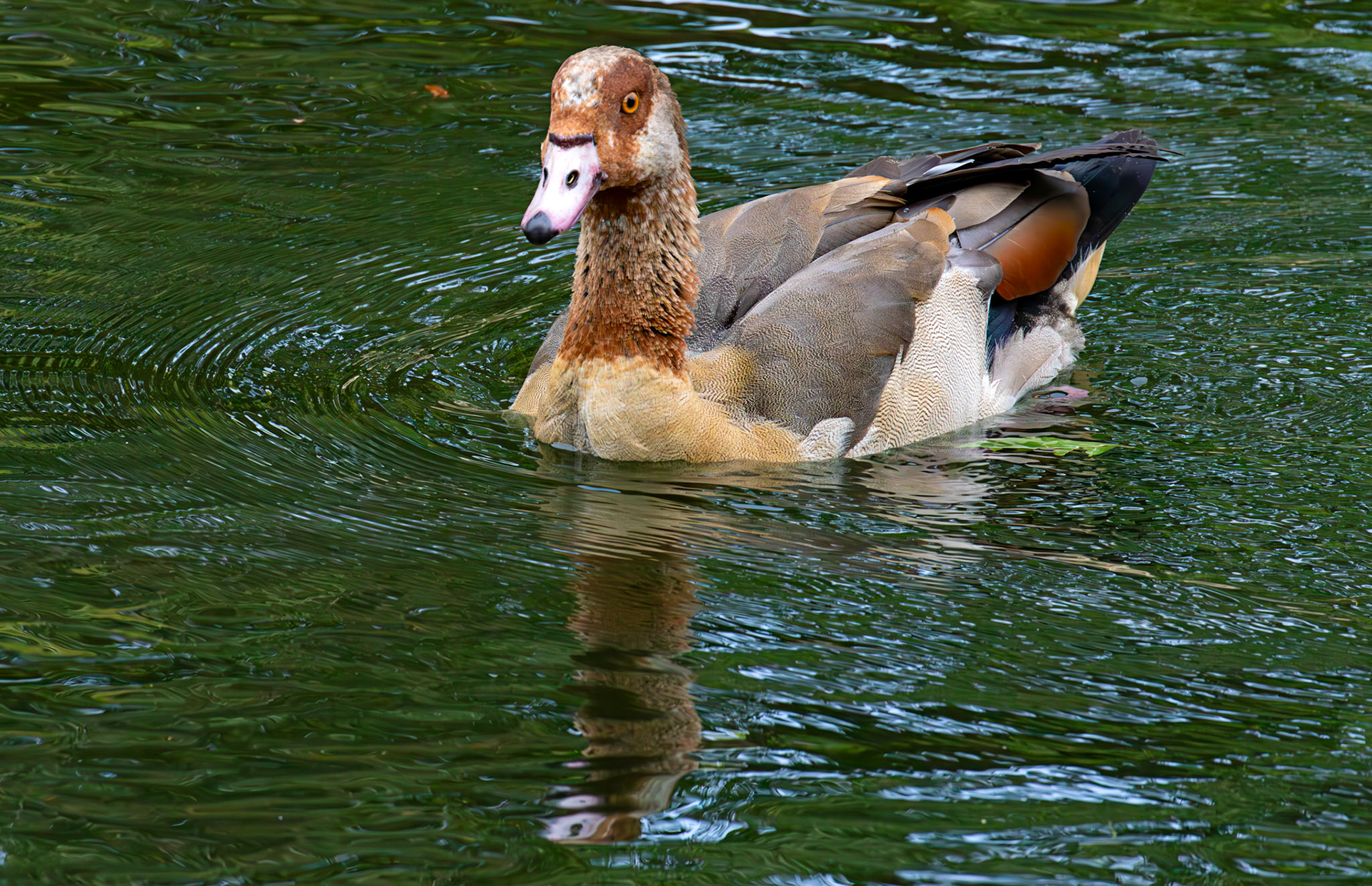 Windsor 06 August 2025