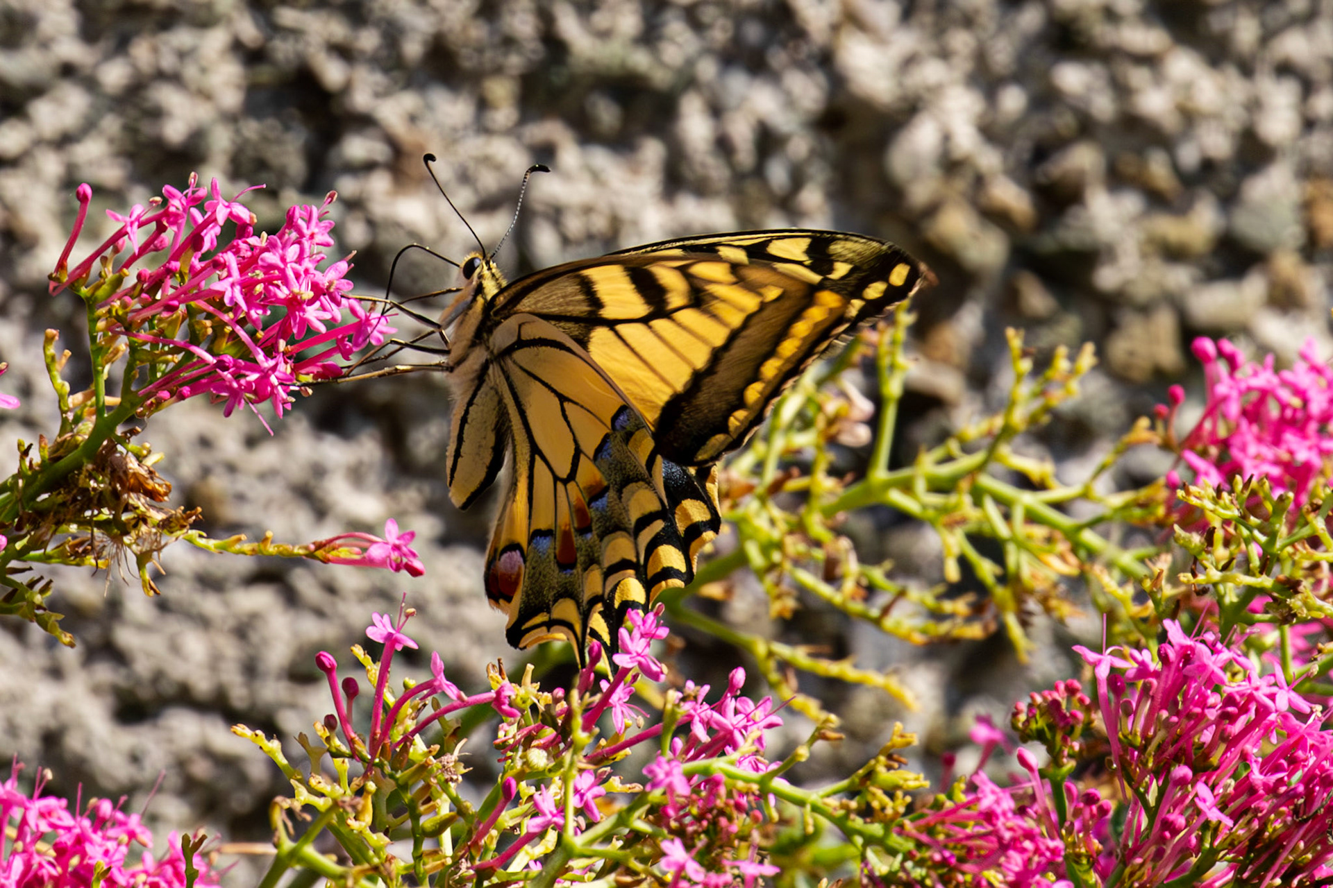 Swallowtail Butterfly - Riomaggiore 06 Sept 2025