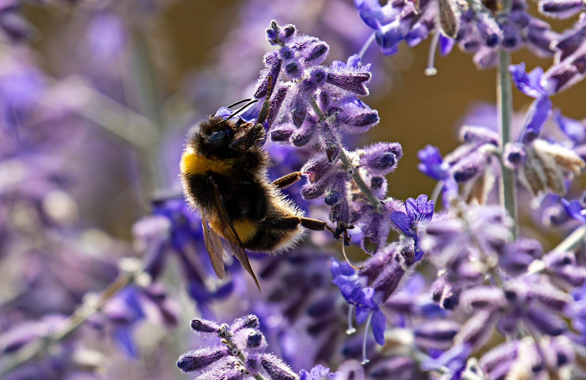 Buff-tailed Bumblebee (Bombus terrestris) Slough 05 August 2025