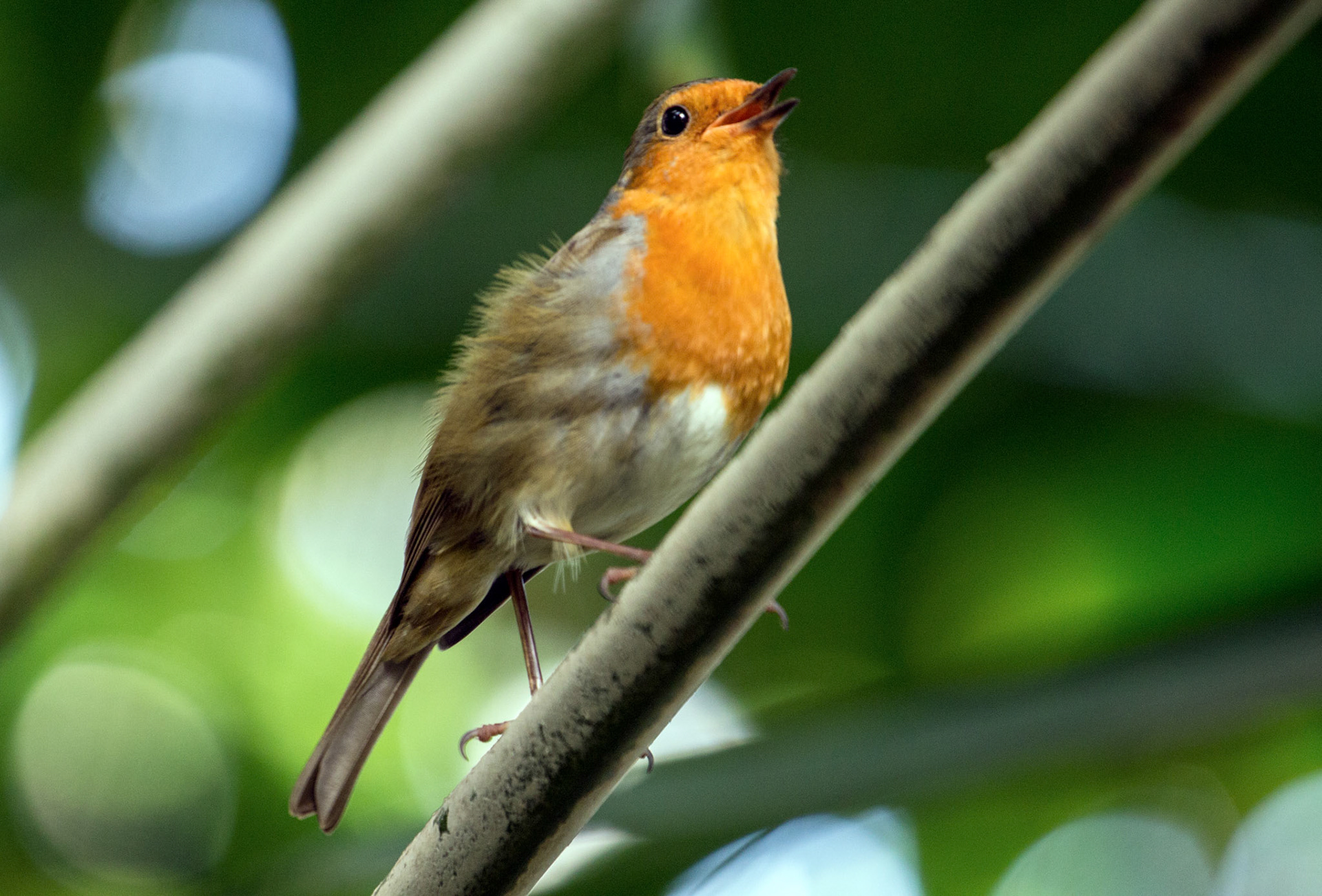 Kew Gardens, RichmondPlease see my other Photographs at: http://www.jamespdeans.co.uk/