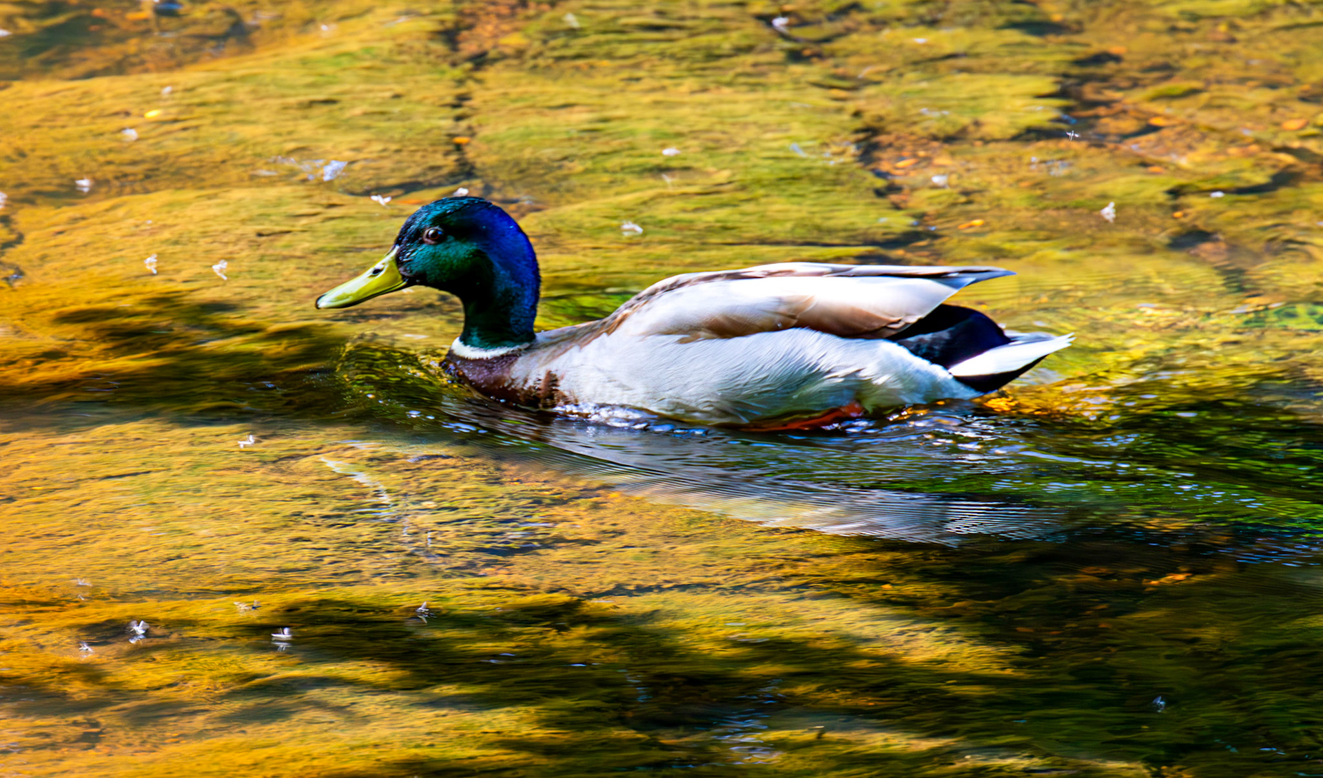 Mallard at Pollok Estate Glasgow 25 May 2026