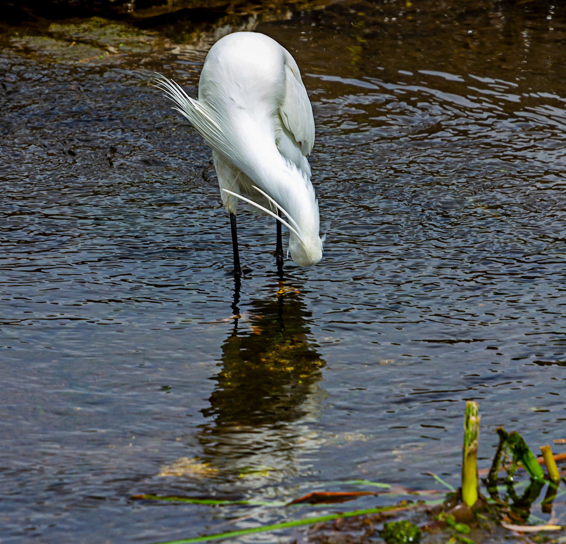 Little Egret at Villajoyosa (La Vila Joiosa) 21 March 2024