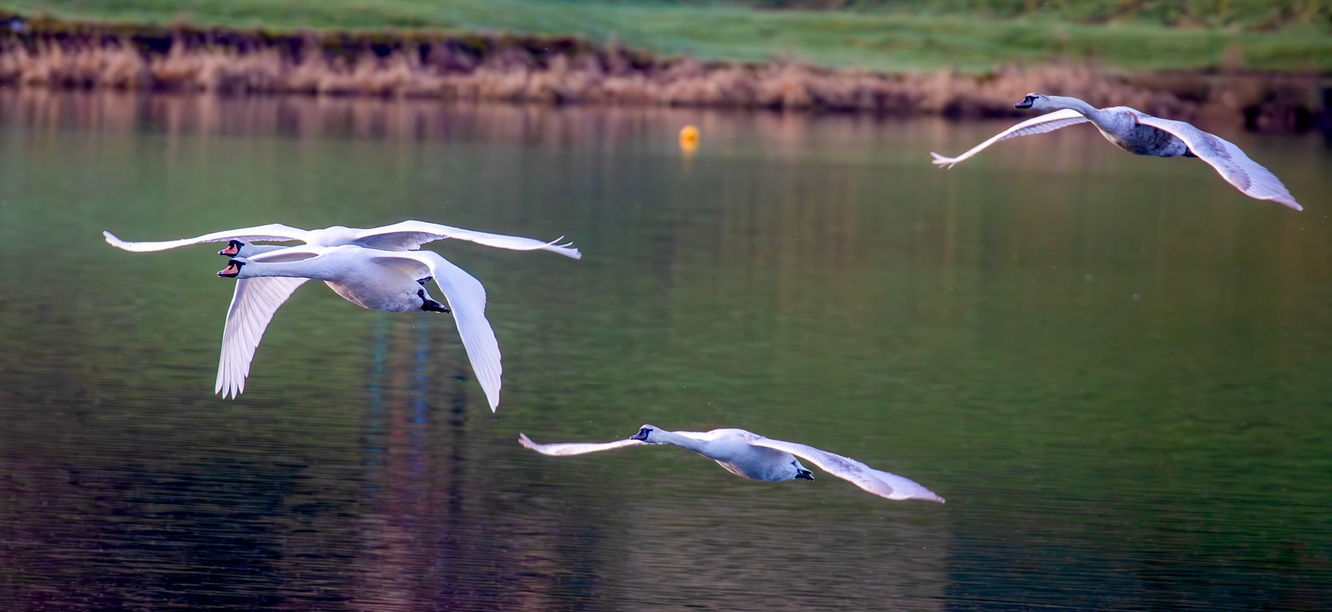 Mute Swans at Linlithgow Loch 18 March 2026