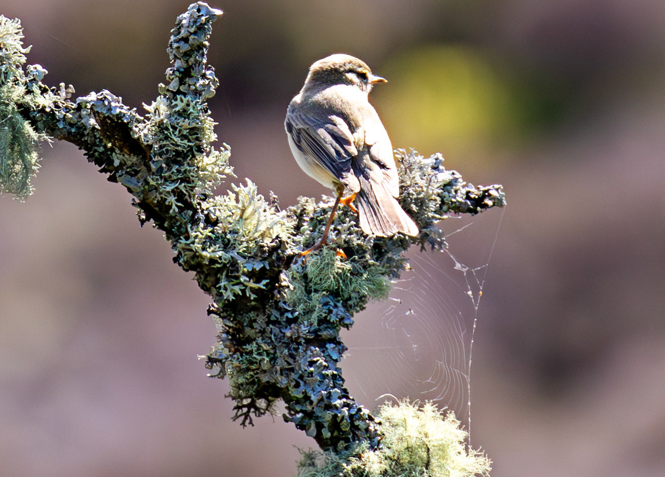 Willow Warbler in the Sma' Glen 16 May 2026