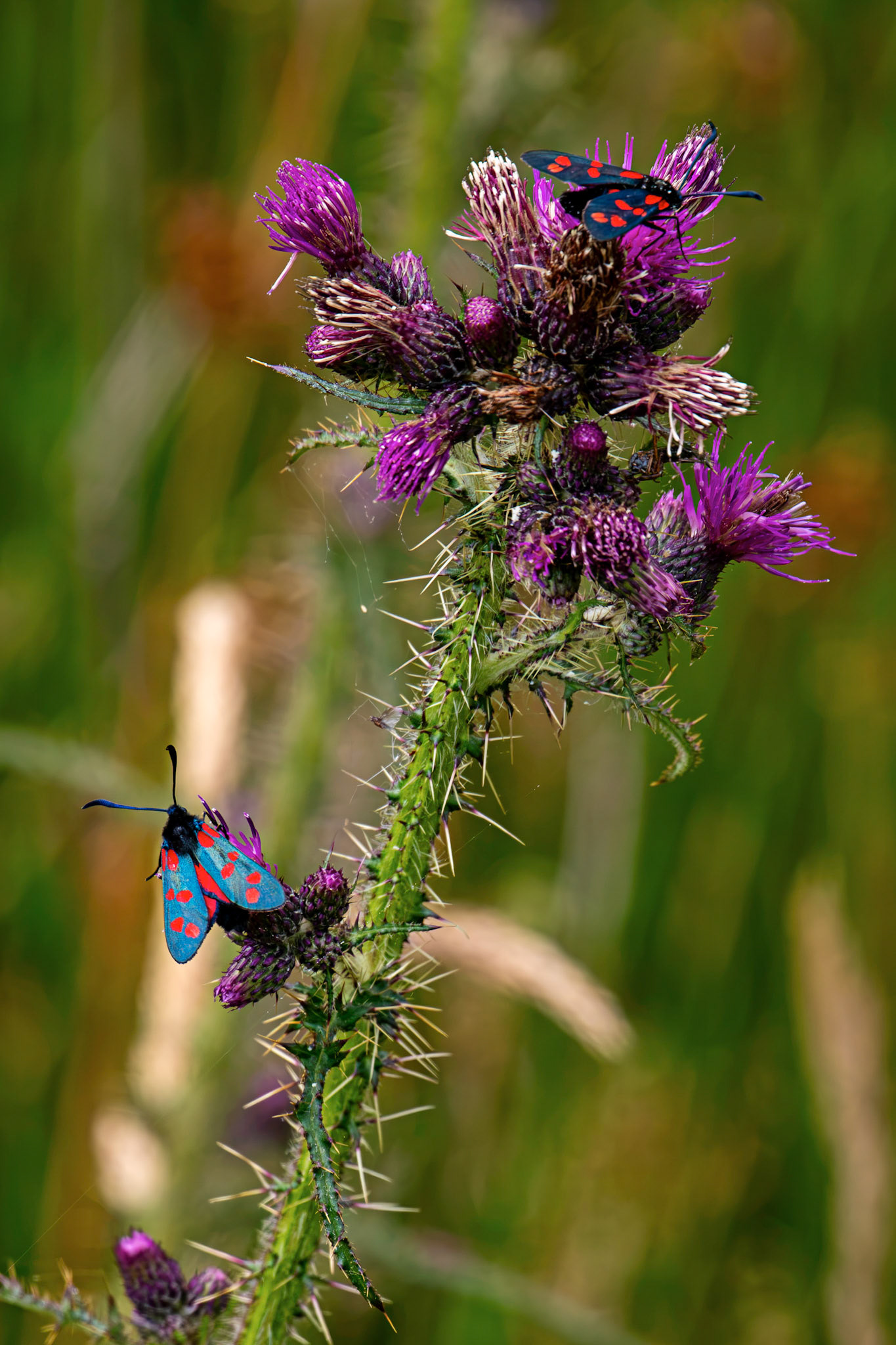 Six-spot burnet moth (Zygaena filipendulae) - Harperrig 14 July 2026