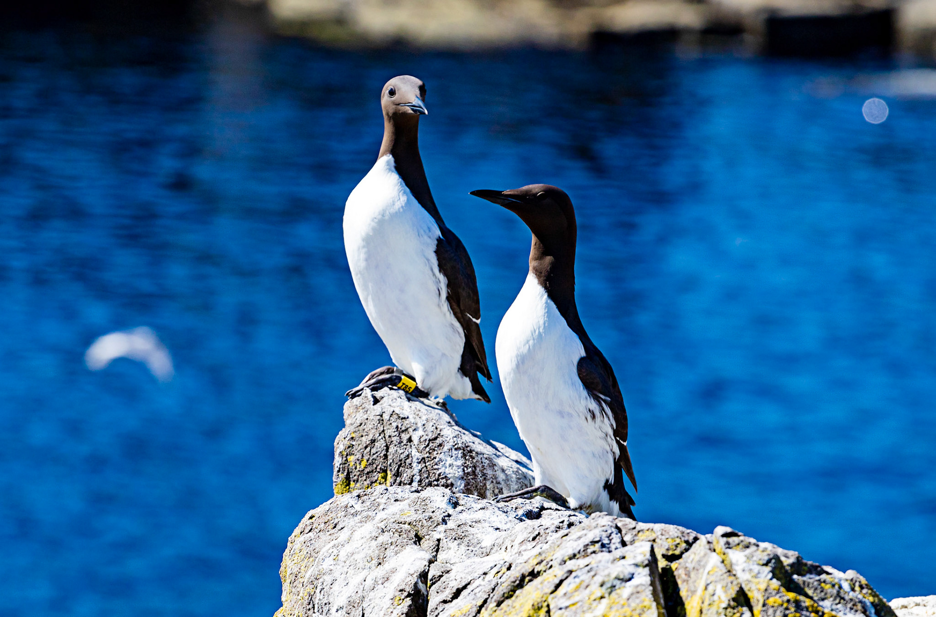 Isle of May - 04 June 2022