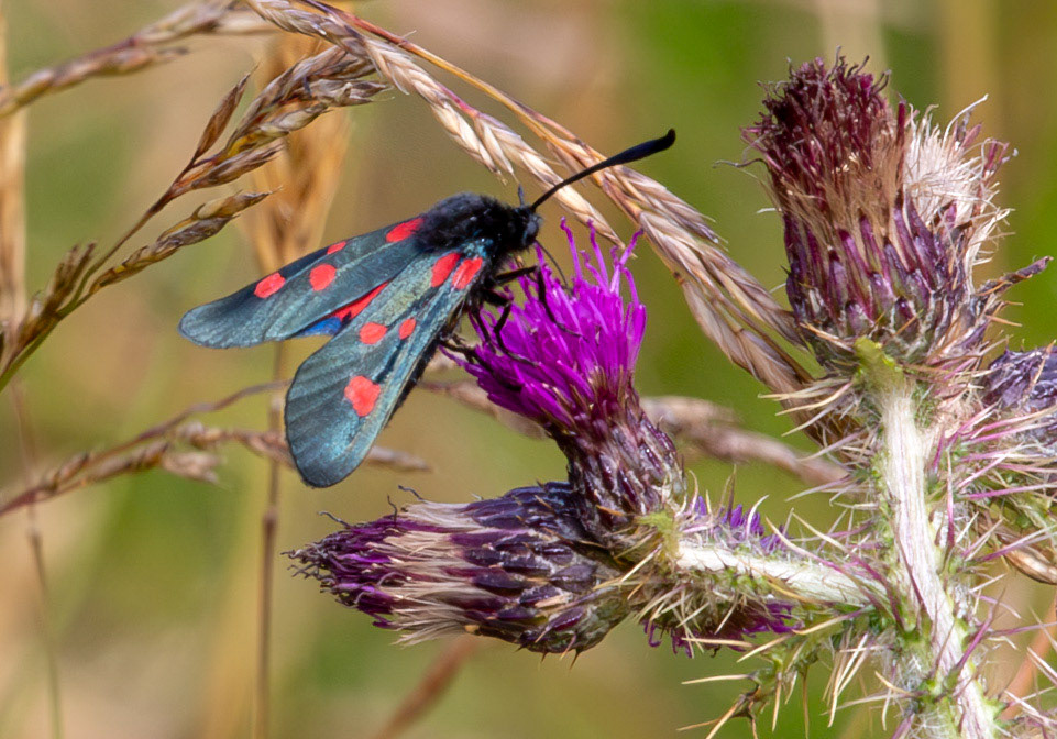Herperrig Insects 23 July 2024