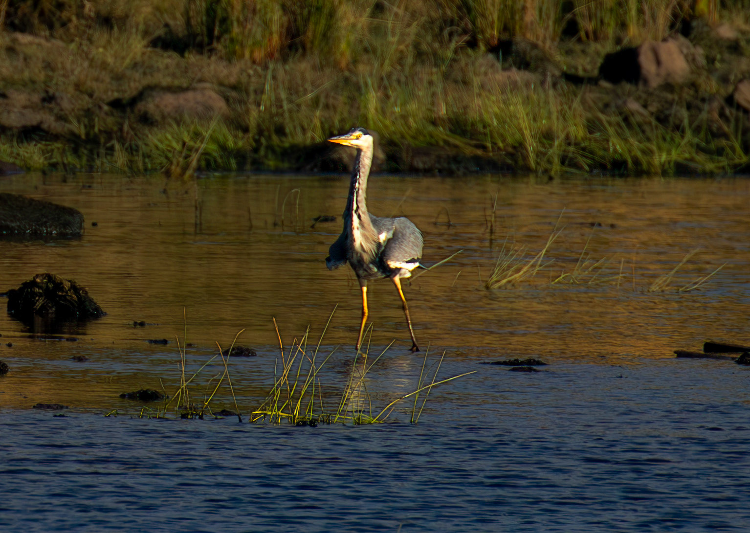Grey Heron - Harperrig Reservoir 17 September 2024