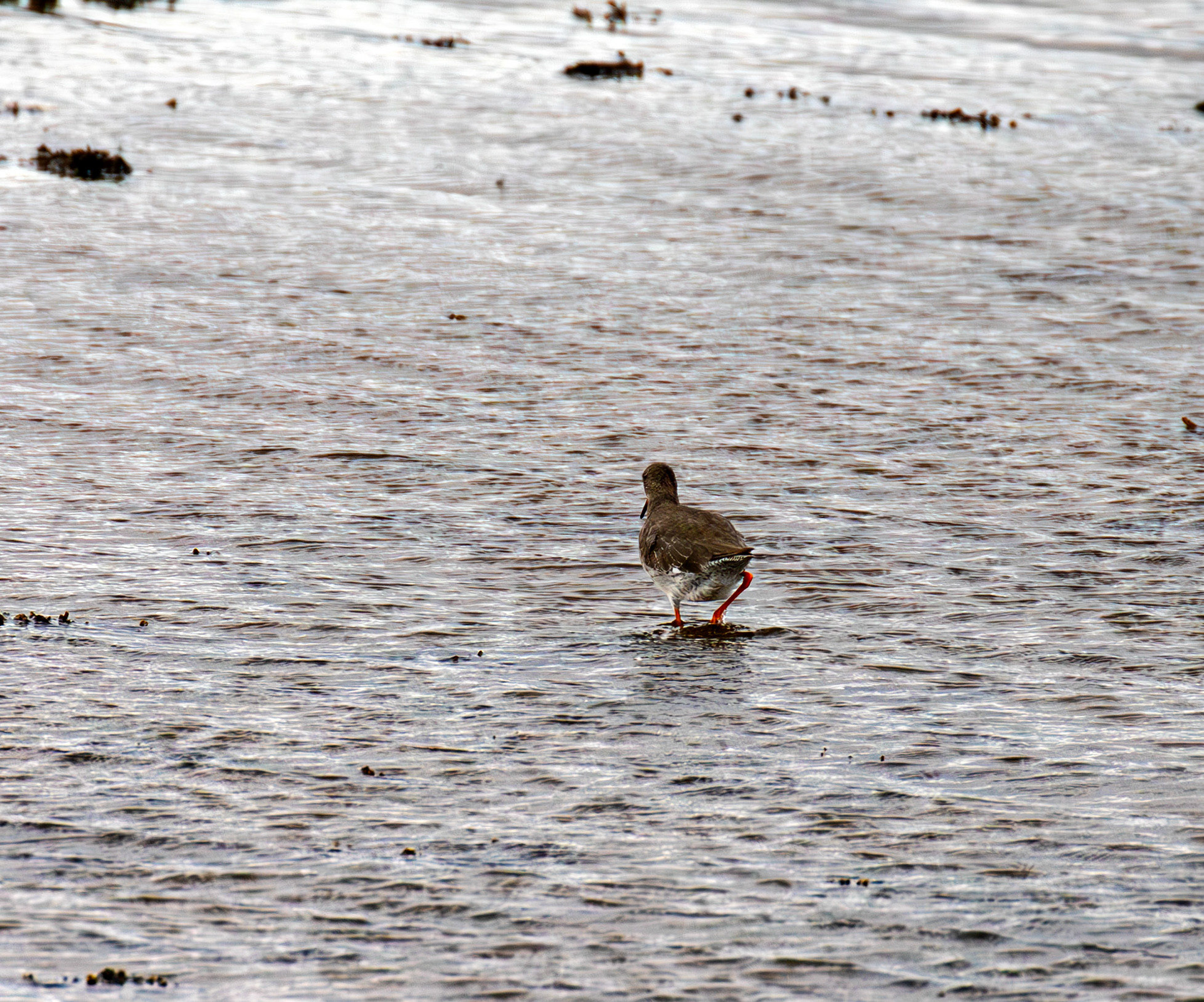 Common Redshank - Aberlady Bay 14 Sept 2024