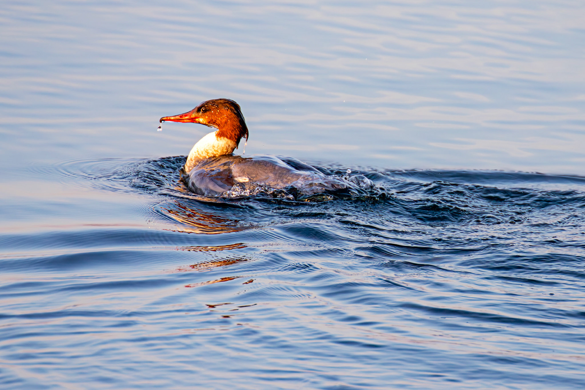 Goosander bathing at Hogganfield Loch 19 March 2025