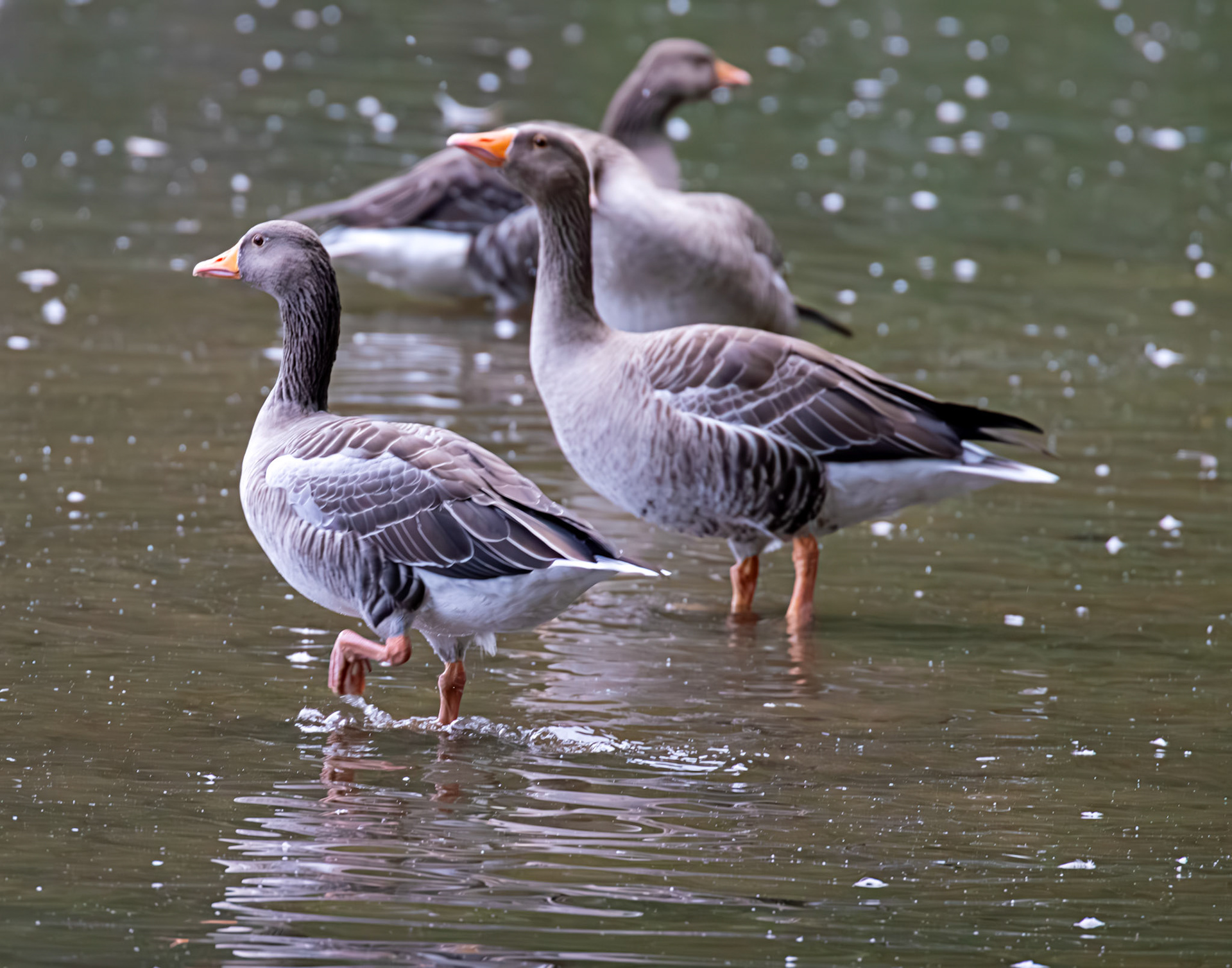 Greylag Geese at Beecraigs 24 September 2024