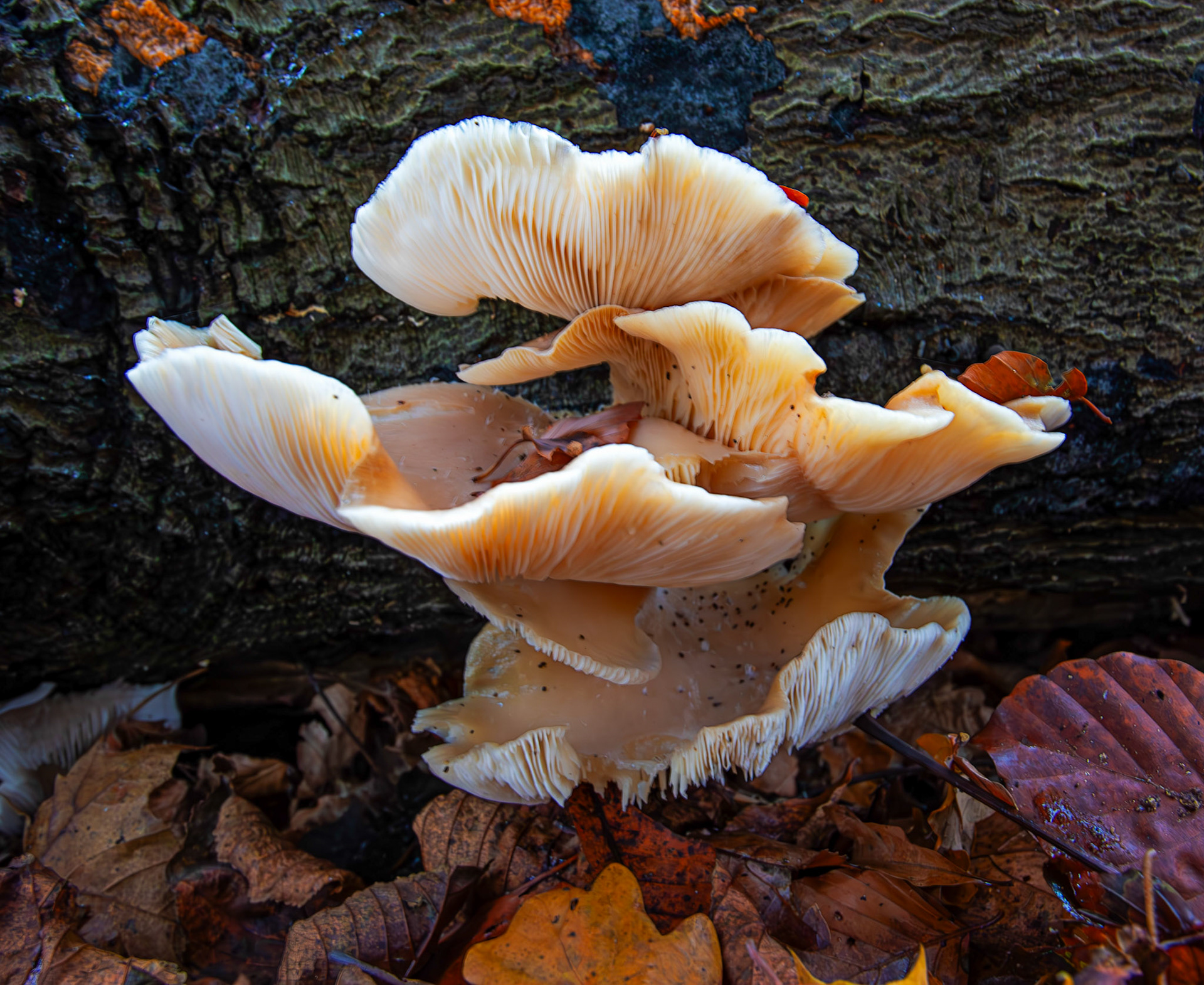 oyster mushrooms (Pleurotus ostreatus) Deans Woods - 07 November 2025