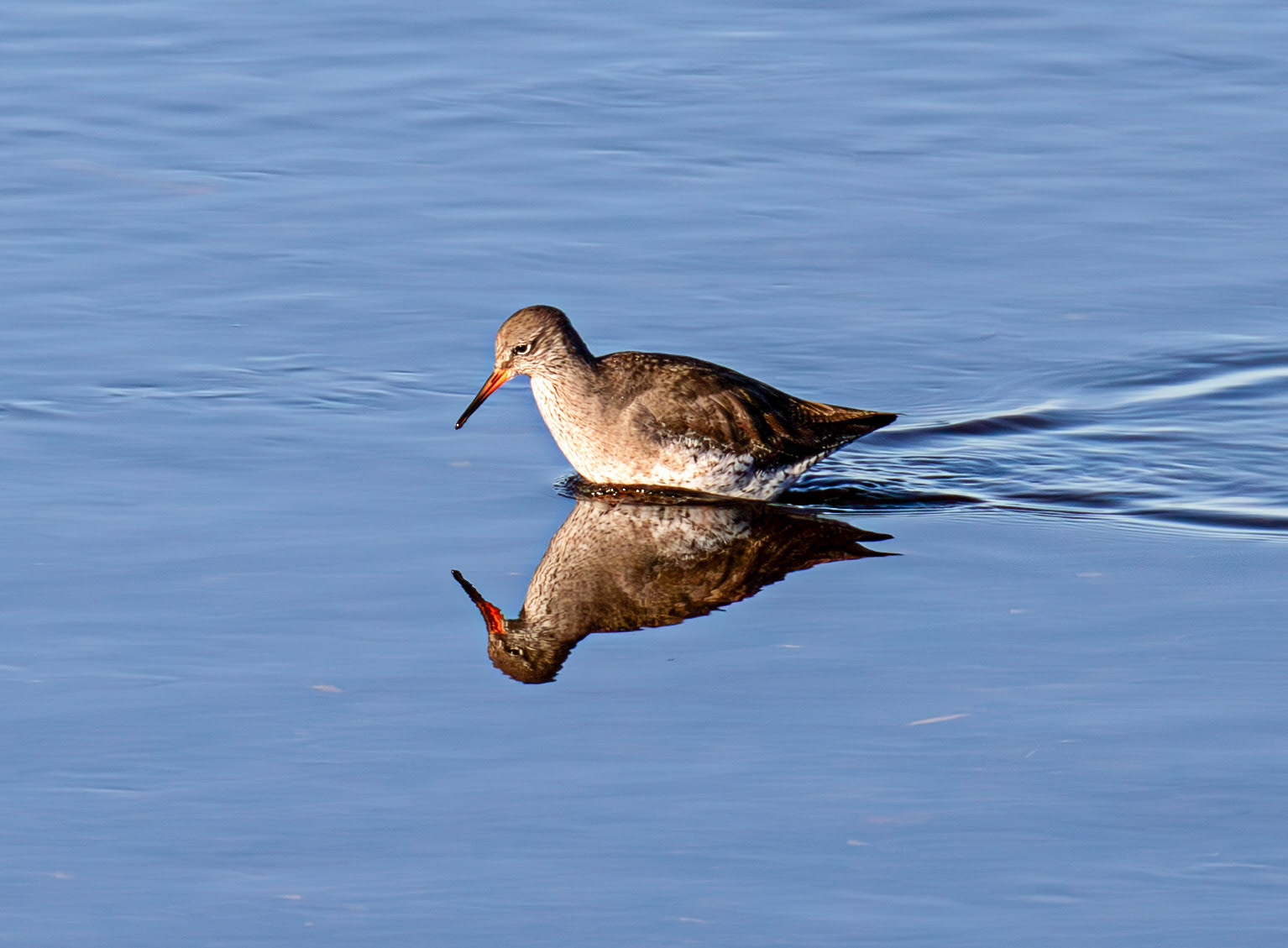 Common Redshank, River Esk Musselburgh 18 November 2024