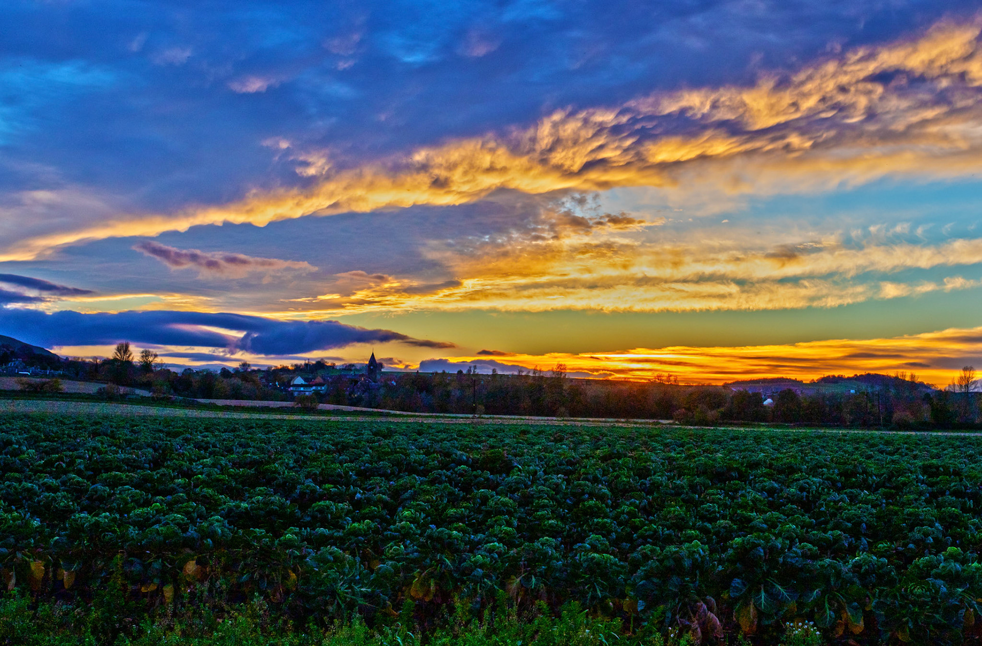 Brussels Sprouts Harvest in East Lothian 12 Nov 2022