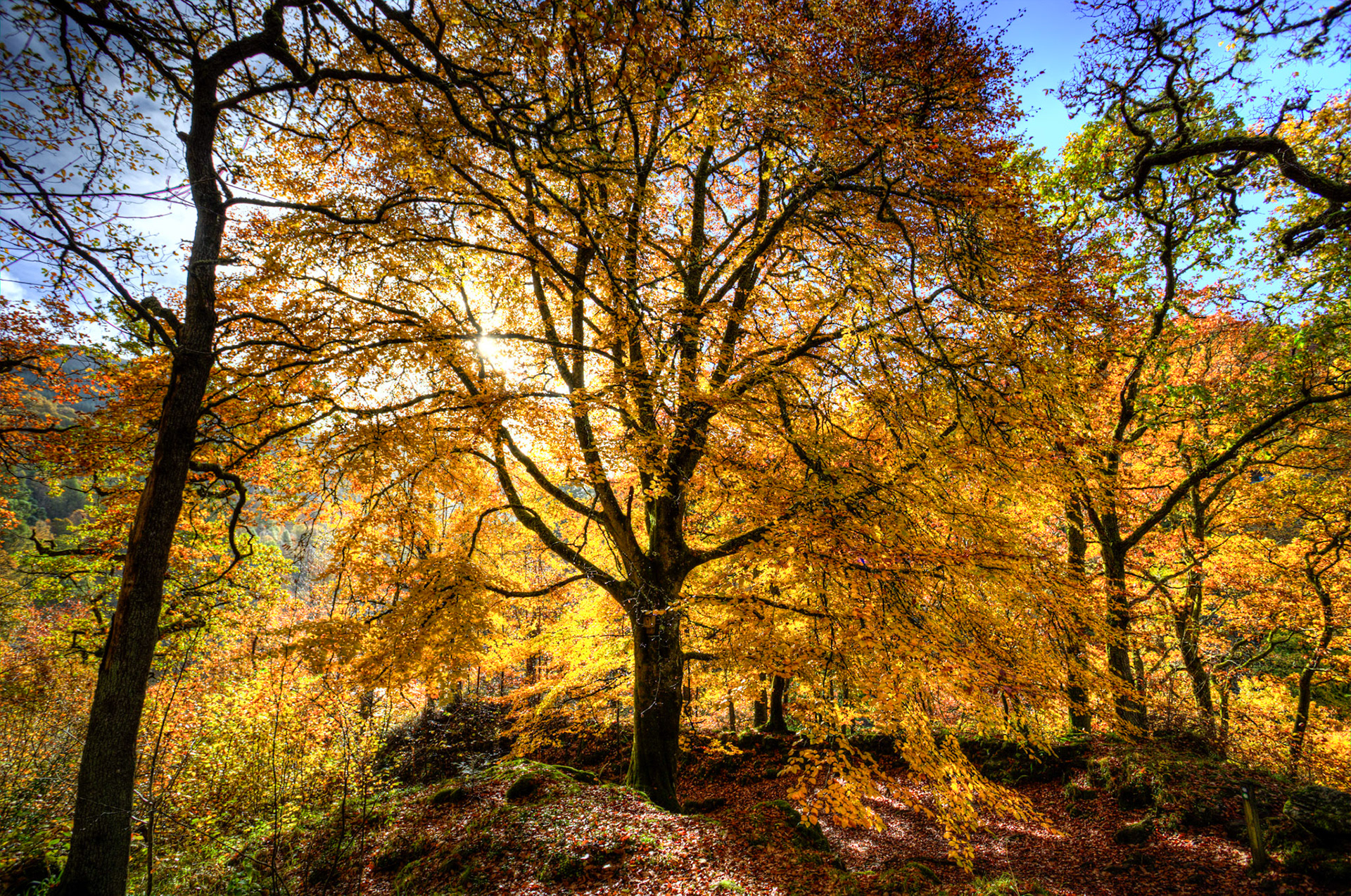 Killiecrankie. Autumnal Tour around Perthshire 19 October 2024