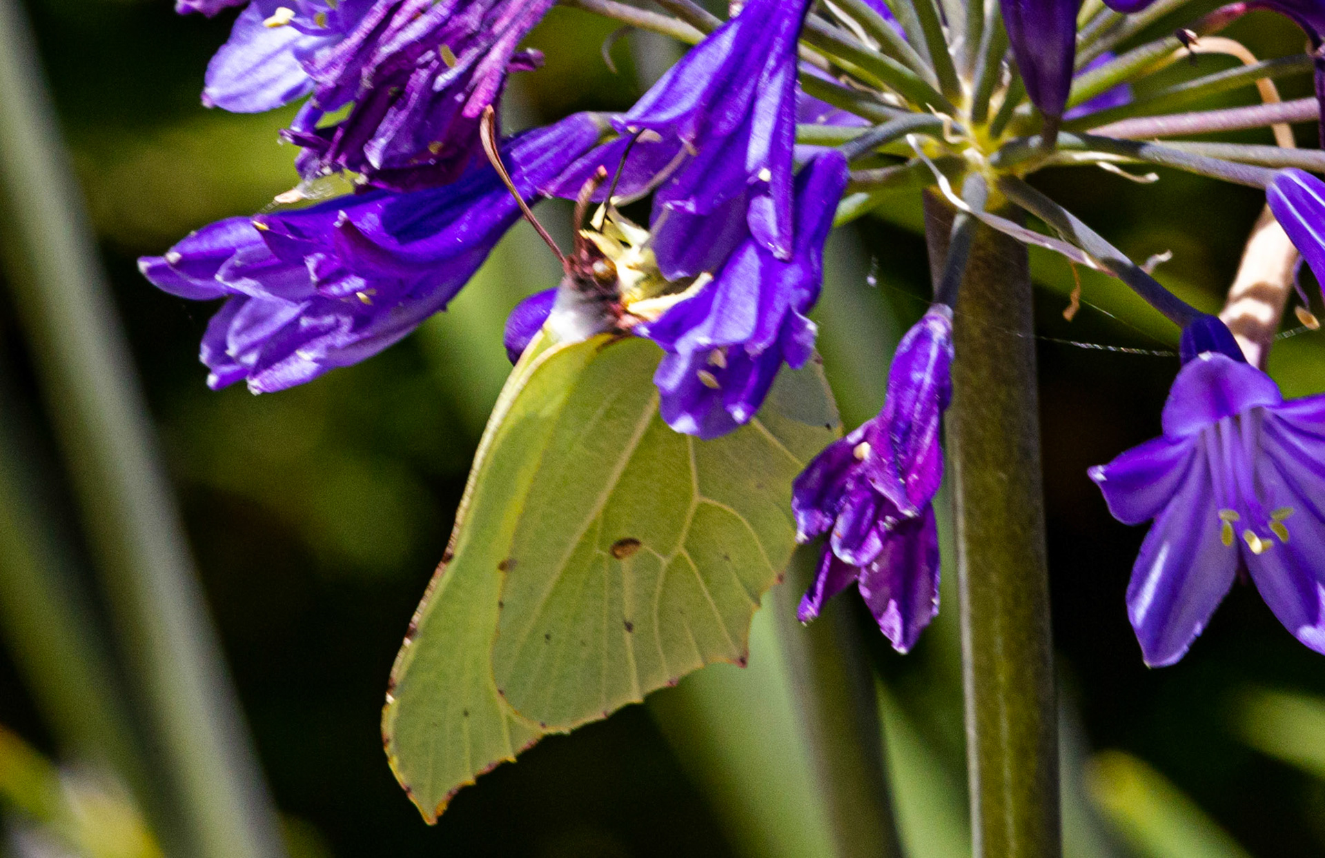 Mottistone IOW 16 July 2022