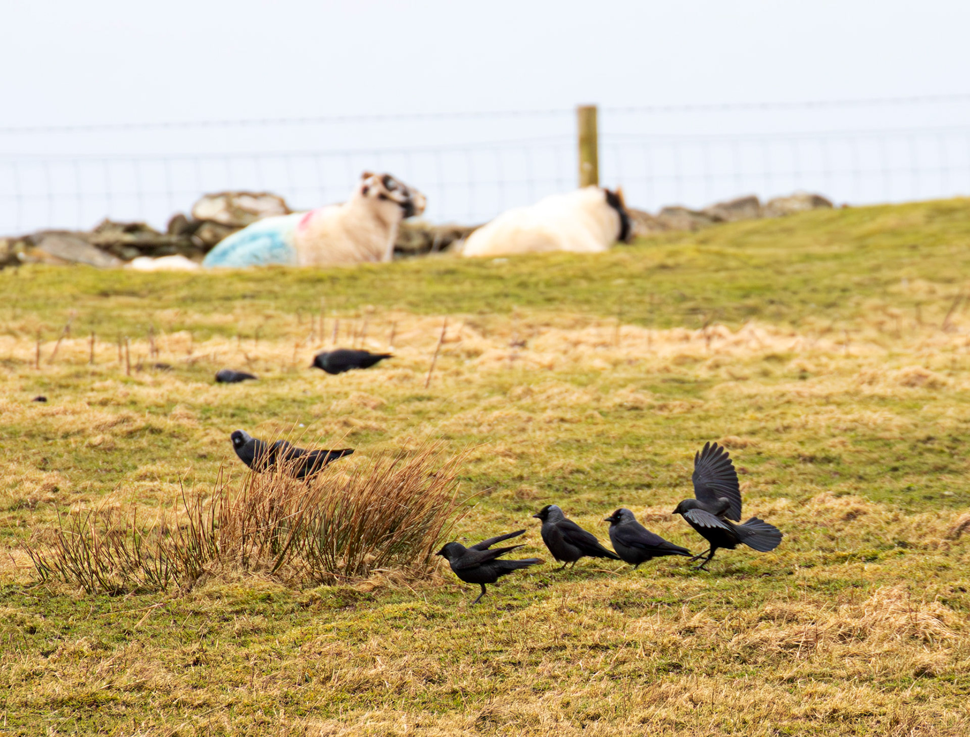 Jackdaws: The Island of Islay 04 March 2025