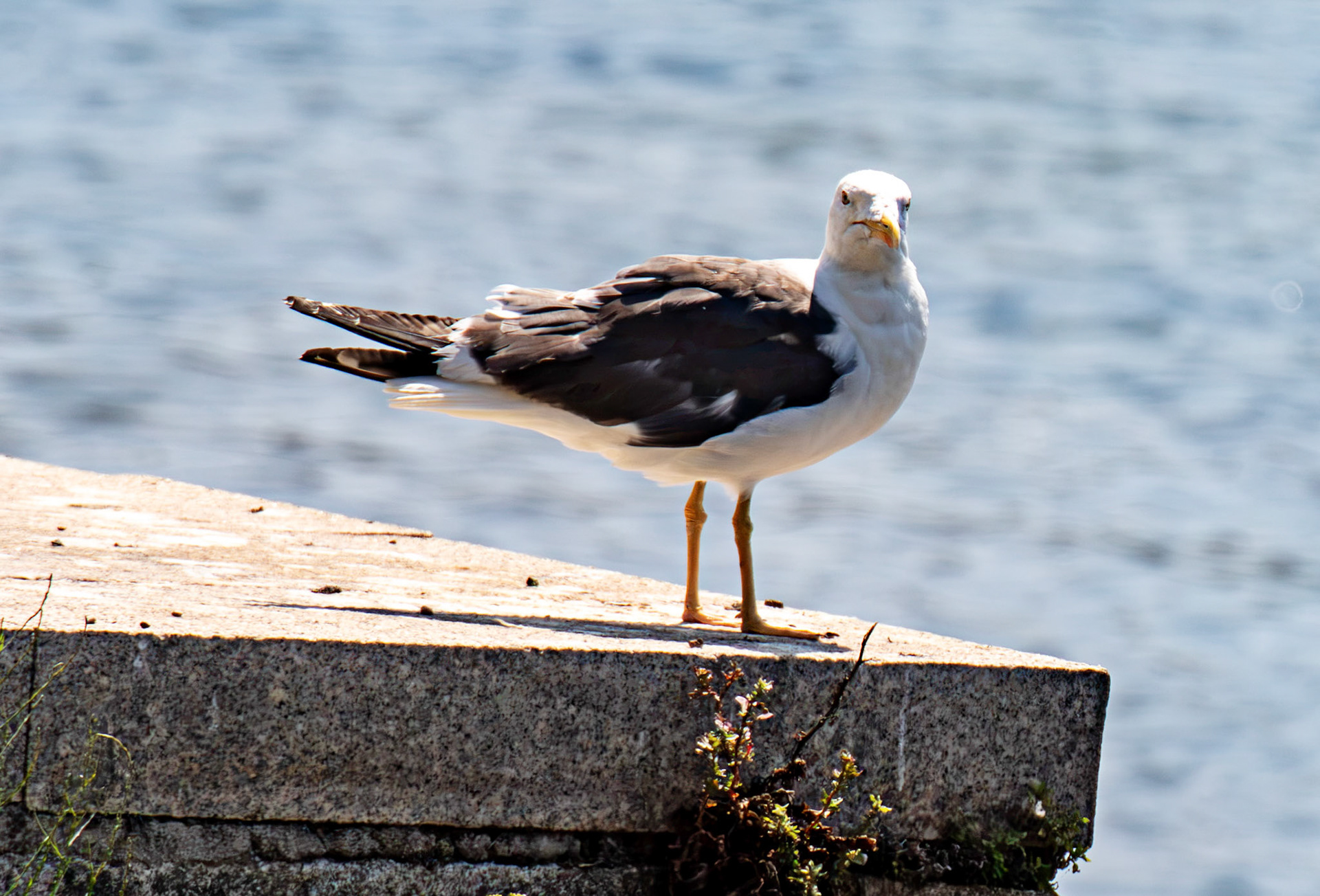 Lesser Black Backed Gull. Porto 18 August 2026