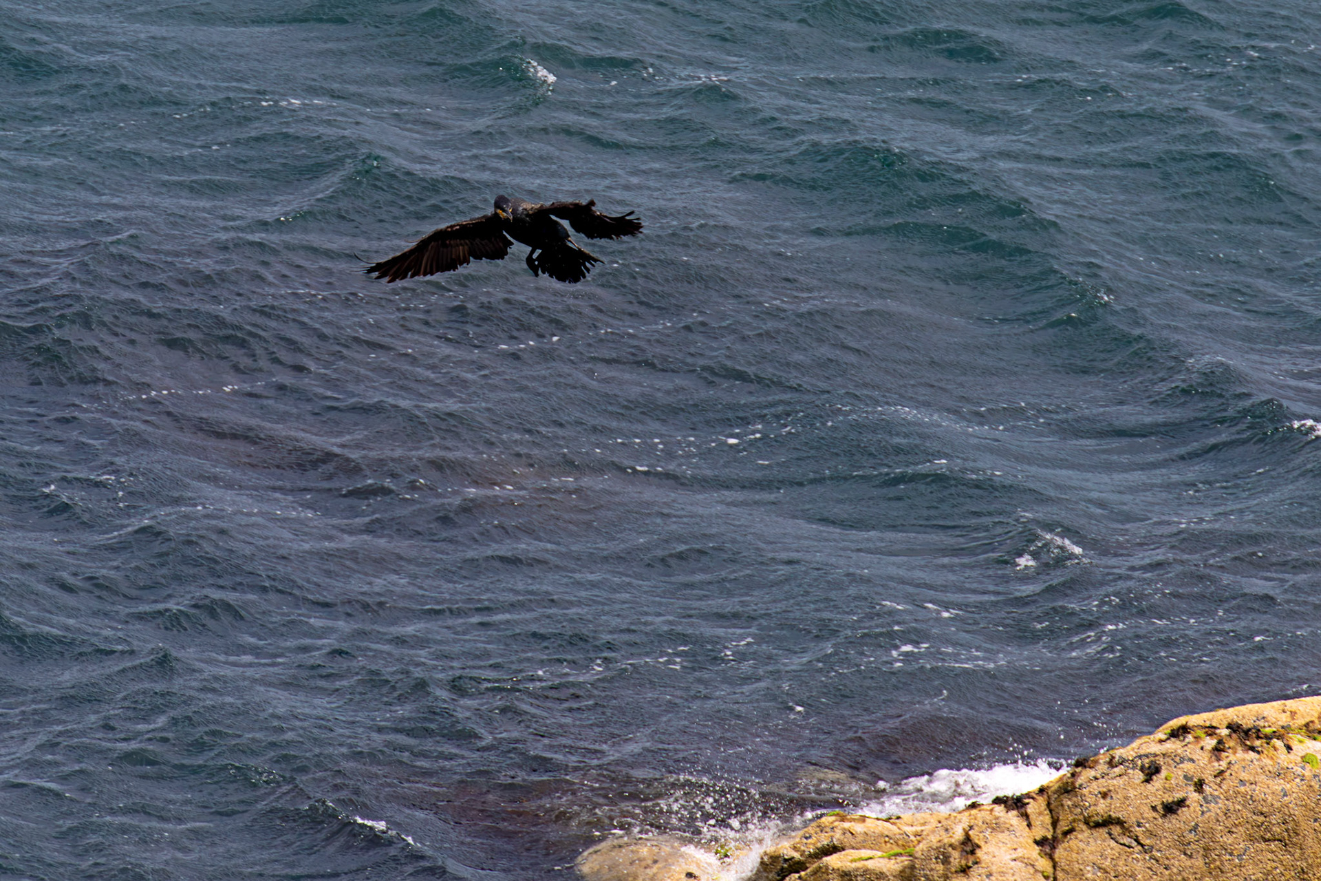 Atlantic Great Cormorant flying and landing at Tantallon Castle 04 July 2026